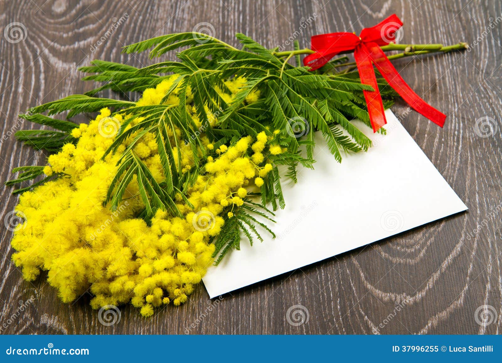 Mimosa, Women s Day stock image. Image of branch, mimosa 37996255