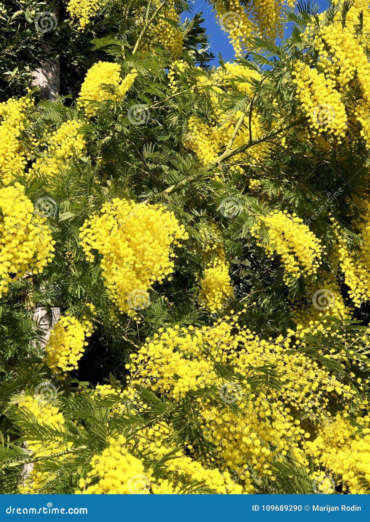 Mimosas en flor foto de archivo. Imagen de ramo, brote - 109689290