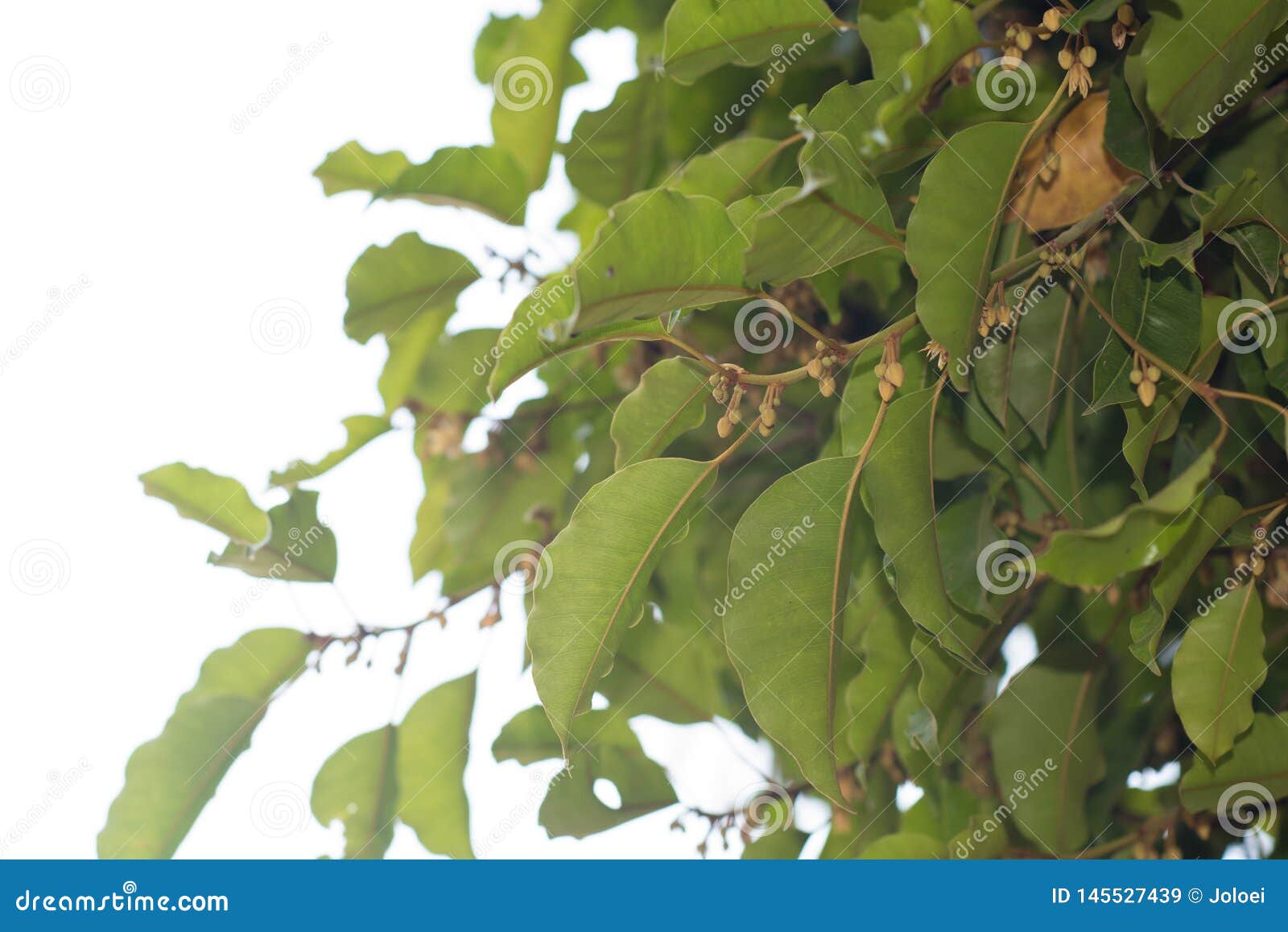 mimusops elengi or bullet wood, headland flower, medlar, mimusops, spanish cherry, tanjong tree