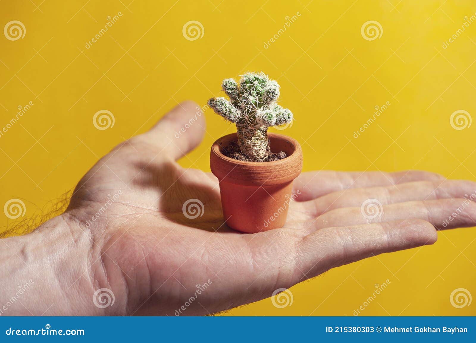 Minúsculo Cacto Num Pequeno Vaso De Flores De Terracotta Sobre a Palma  Masculina. Plantas Interiores De Crescimento Fácil. Imagem de Stock -  Imagem de floral, cacto: 215380303