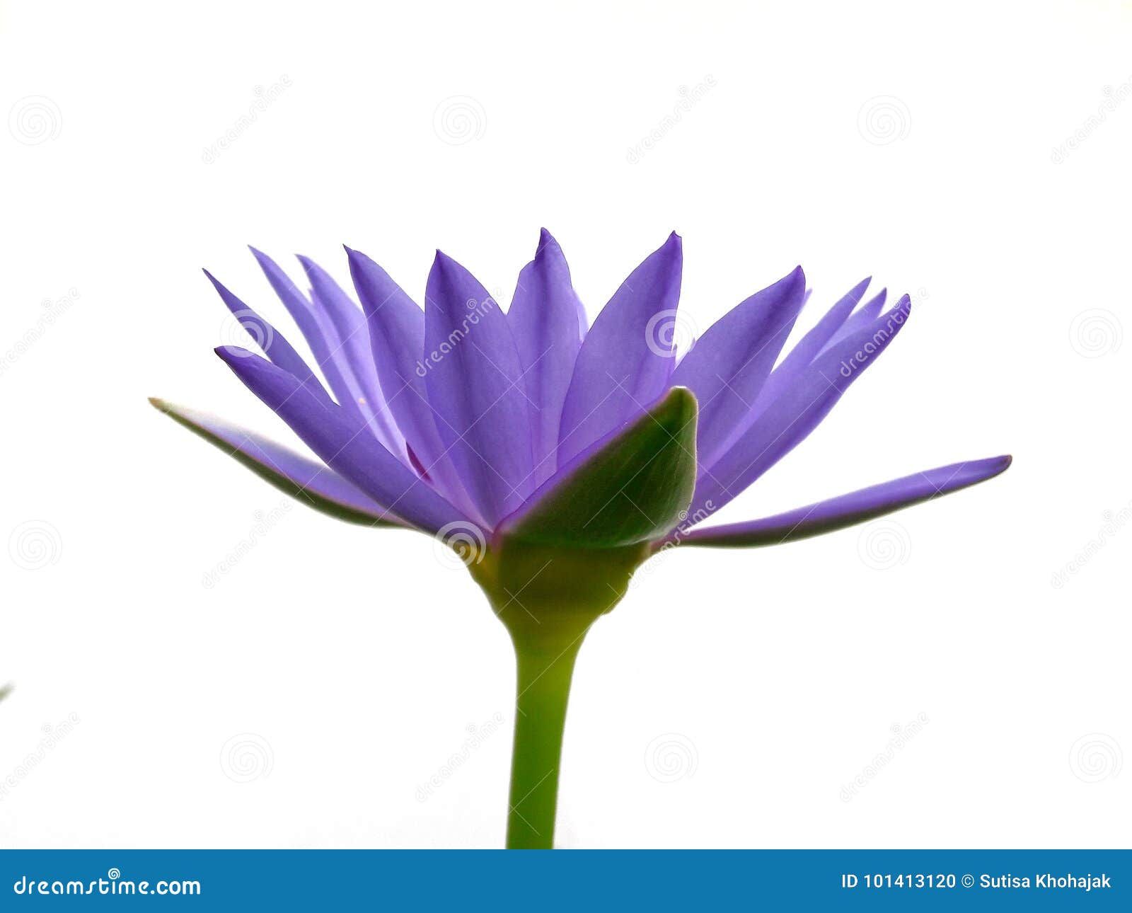 Min lotusblomma. Jordnytt för violett lotusblommasvart