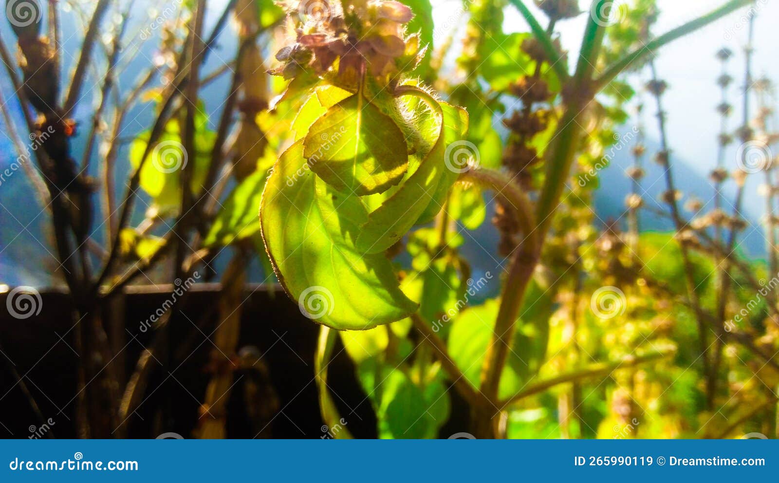 min plant lef min plant lef in india