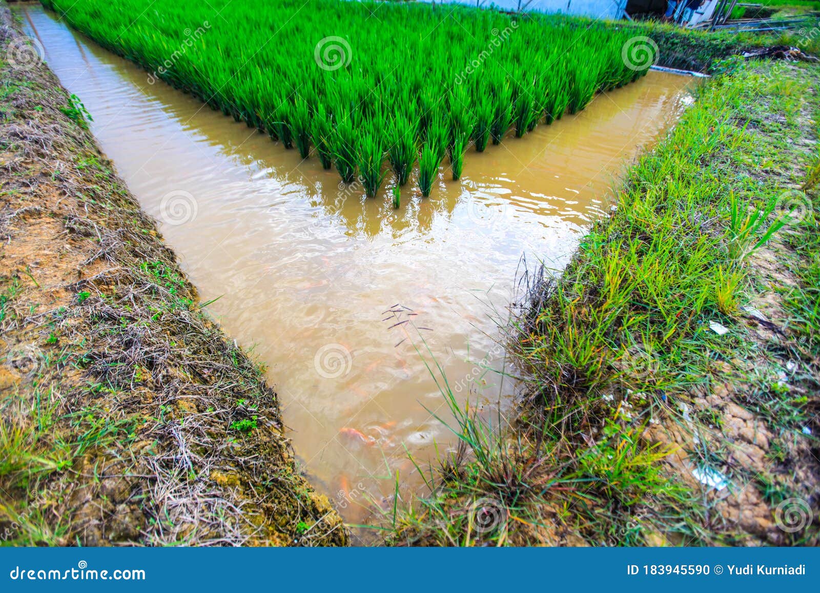 `Mina Padi` Cultivation In Rice Fields Is A Combination Of Planting