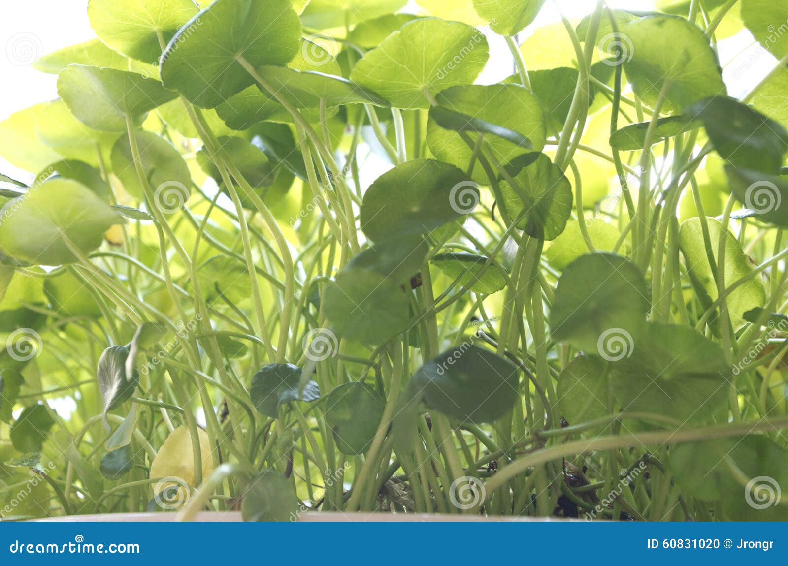 Mini amazon rainforest stock photo. Image of jungle, amazon 60831020