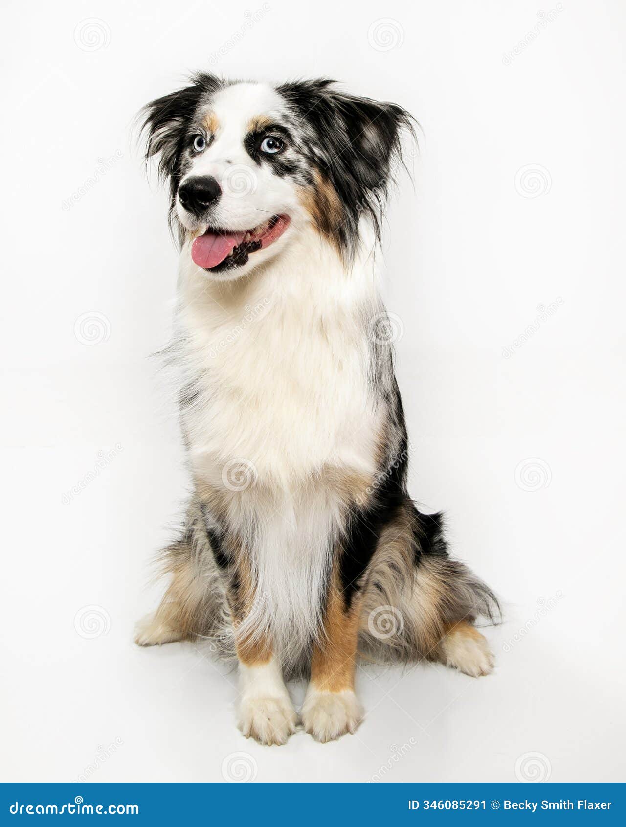 mini aussie facing left giving side eye to camera