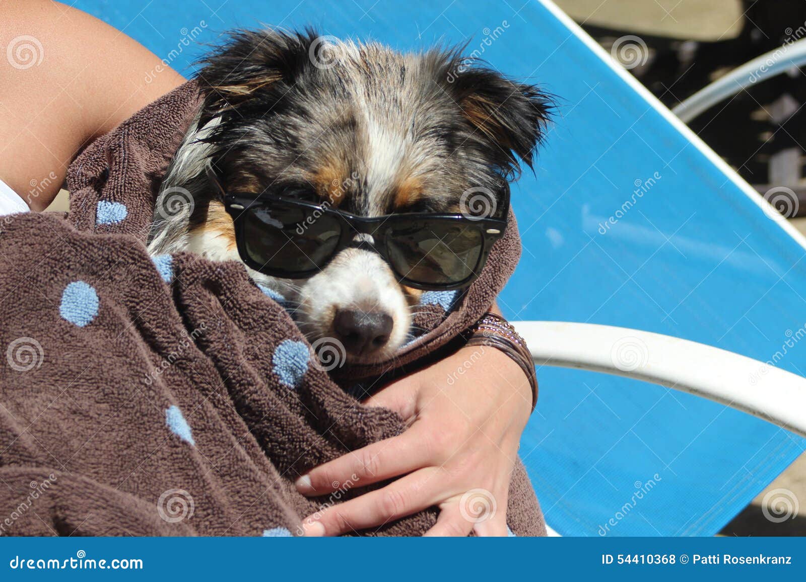Dog with Sunglasses stock photo. Image of blue, towel 54410368