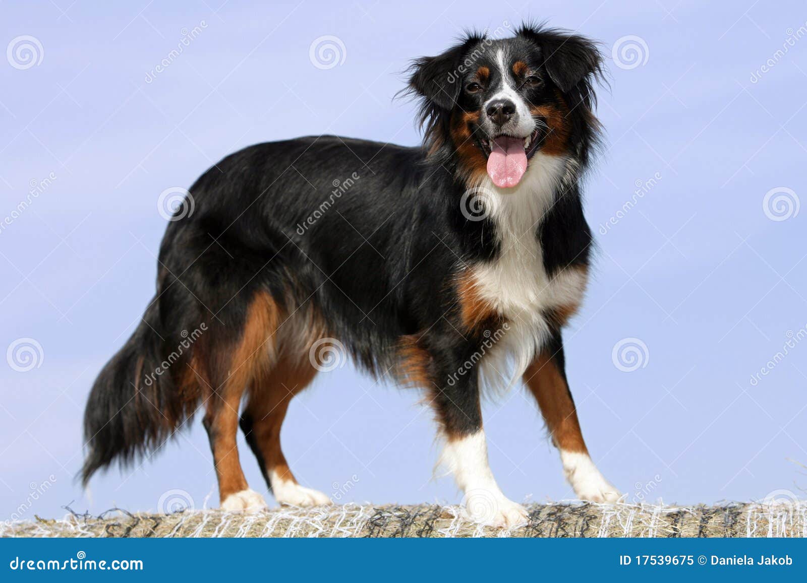 Australian Shepherd Dog Stock Image of curious: 17539675