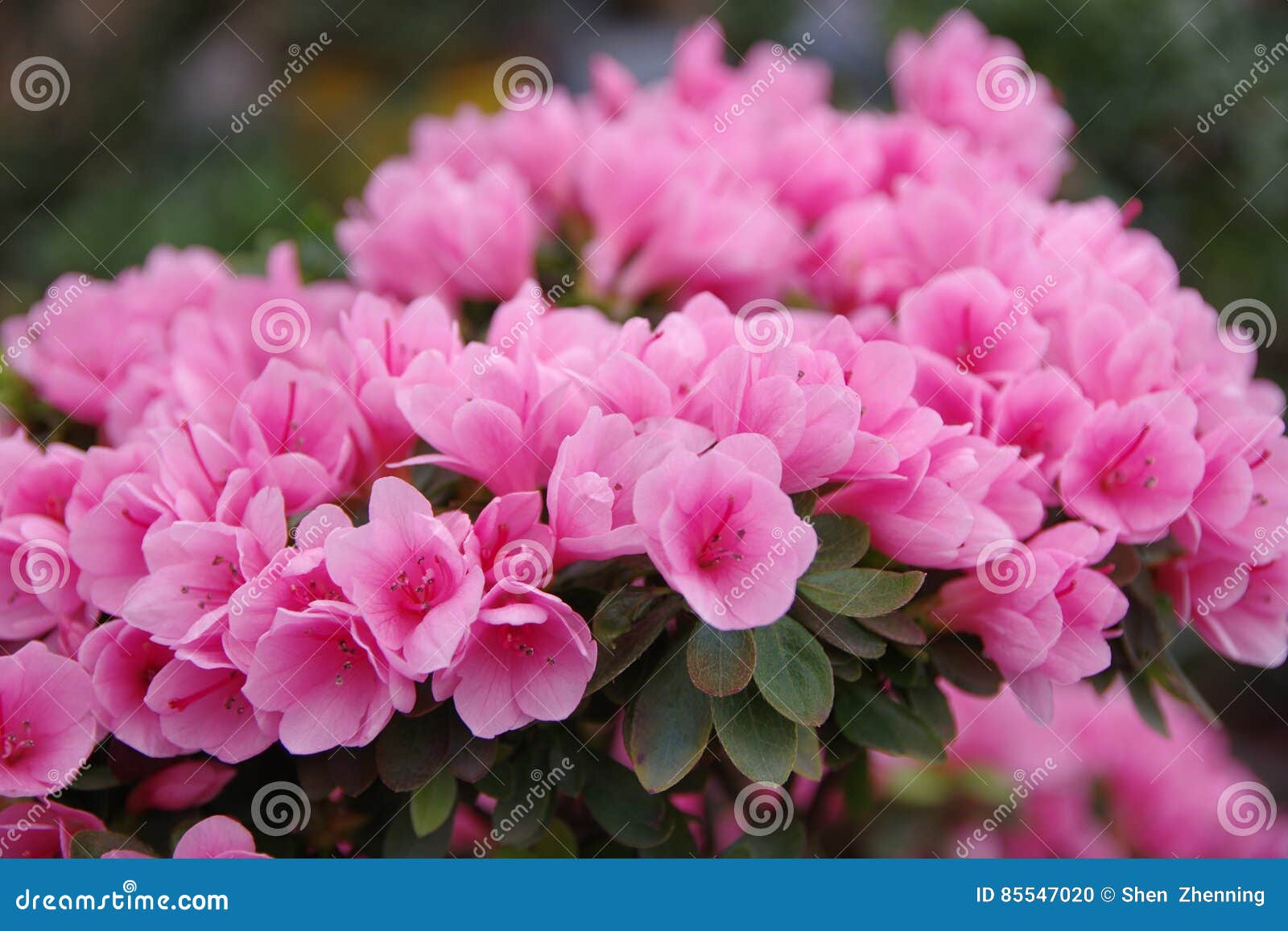 Mini azalea rosada foto de archivo. Imagen de azaleas - 85547020