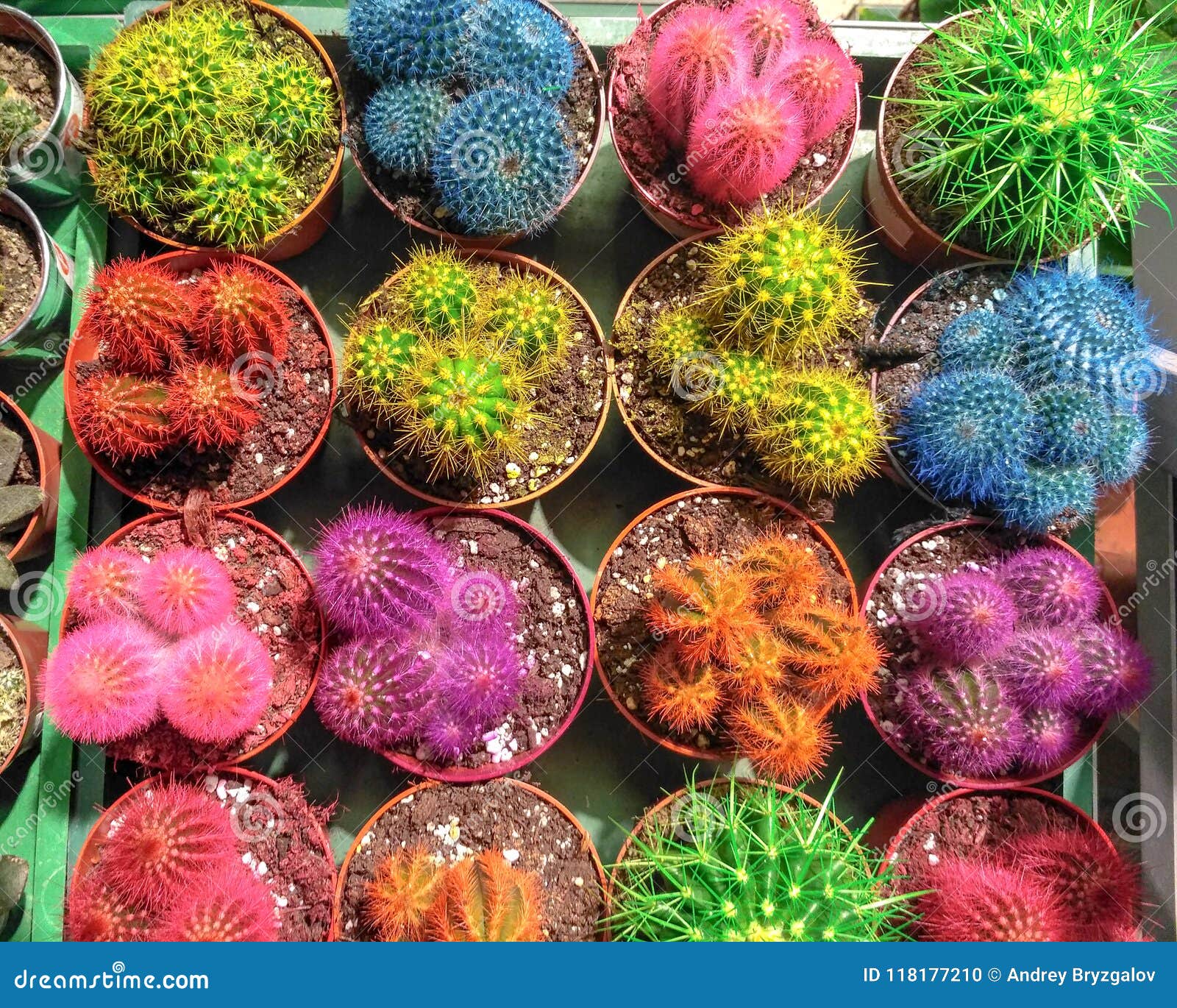 Mini Cacto Colorido Em Uns Potenciômetros Pouco Cactos Coloridos Em Uns  Vasos De Flores Plantas Carnudas Para a Decoração Da Casa Foto de Stock -  Imagem de afiado, deserto: 118177210