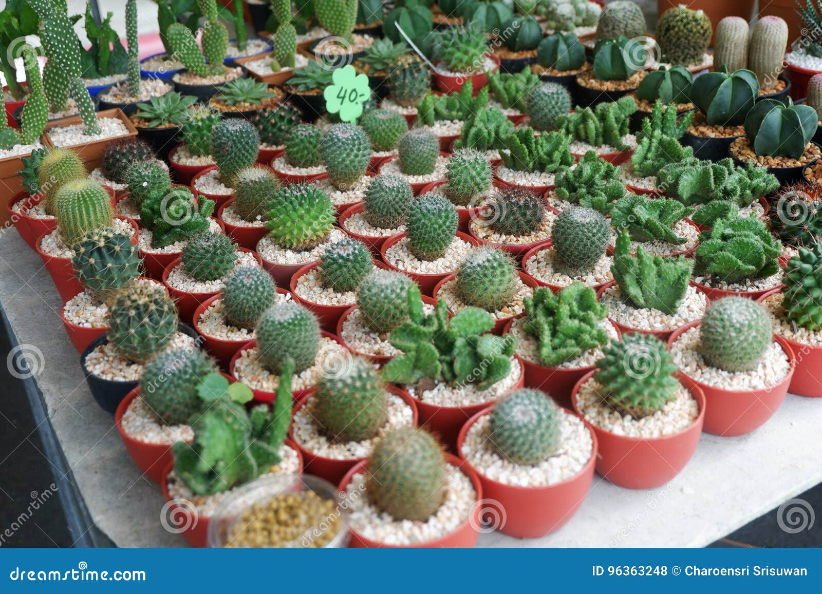 Mini Cactos E Plantas Carnudas Na Flor Foto de Stock - Imagem de fresco,  pouco: 96363248