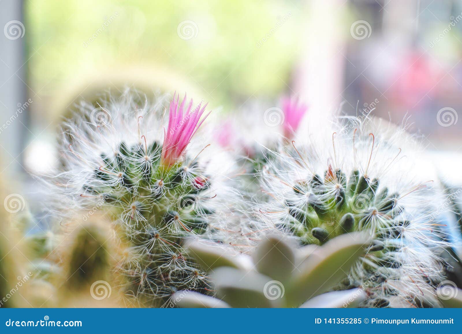 Mini Cactus Com a Planta Cor-de-rosa Da Flor No Potenciômetro Imagem de  Stock - Imagem de passatempo, almofada: 141355285