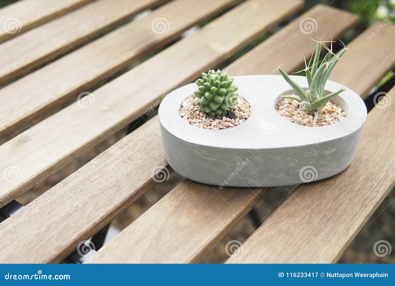 Mini Cactus in Stone Pot with Lath Table. Stock Image Image of