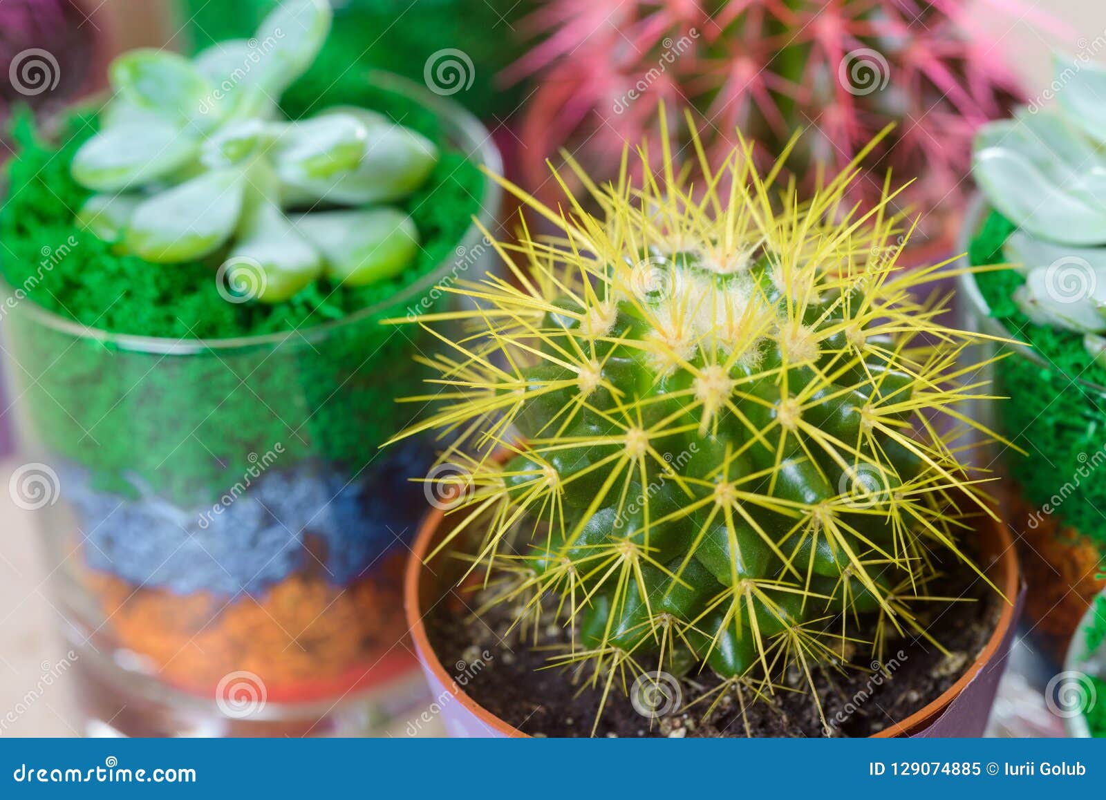 Mini Cactus With Yellow Needles Stock Image Image Of Business
