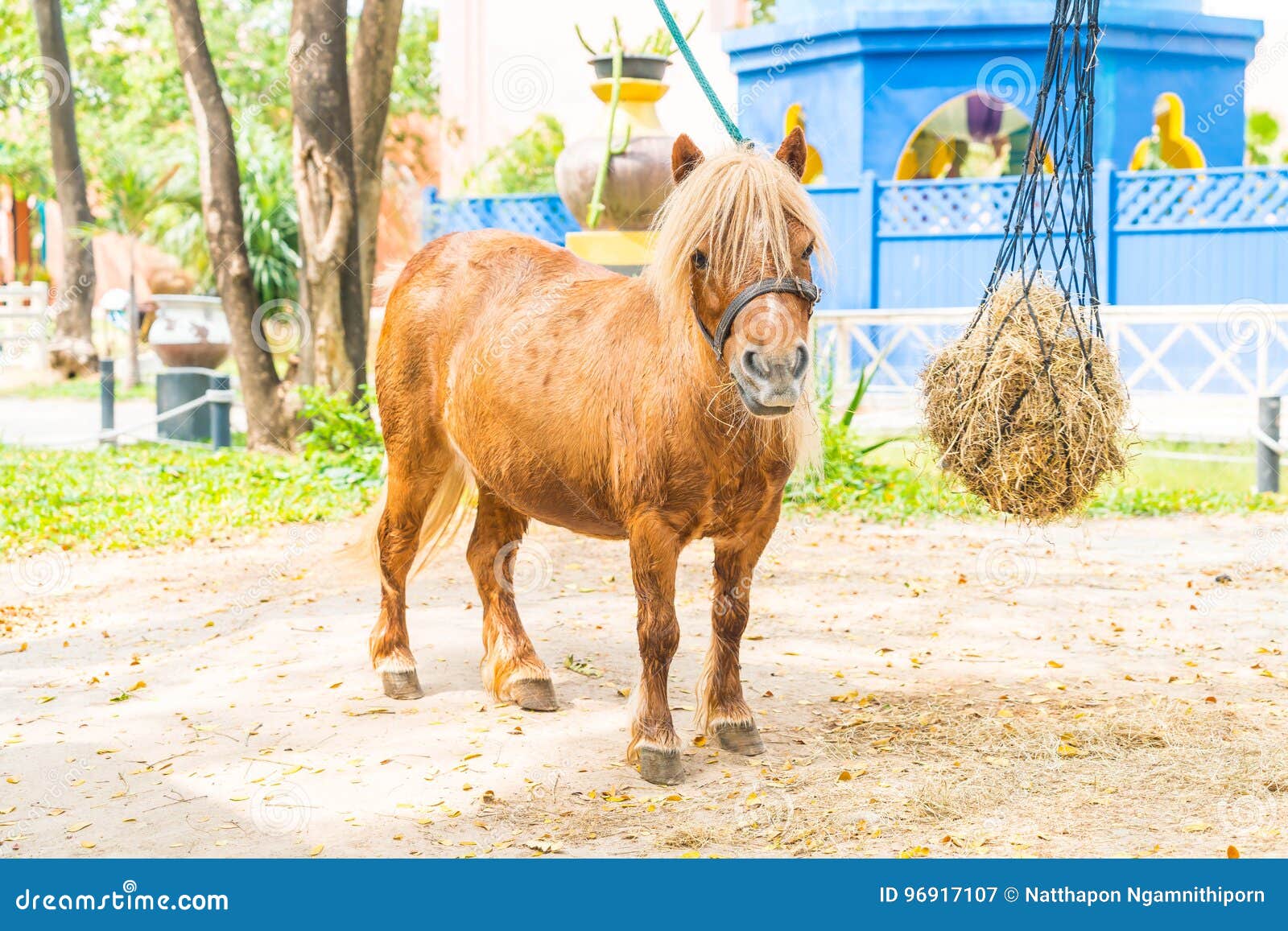 Os pôneis são cavalos anões?