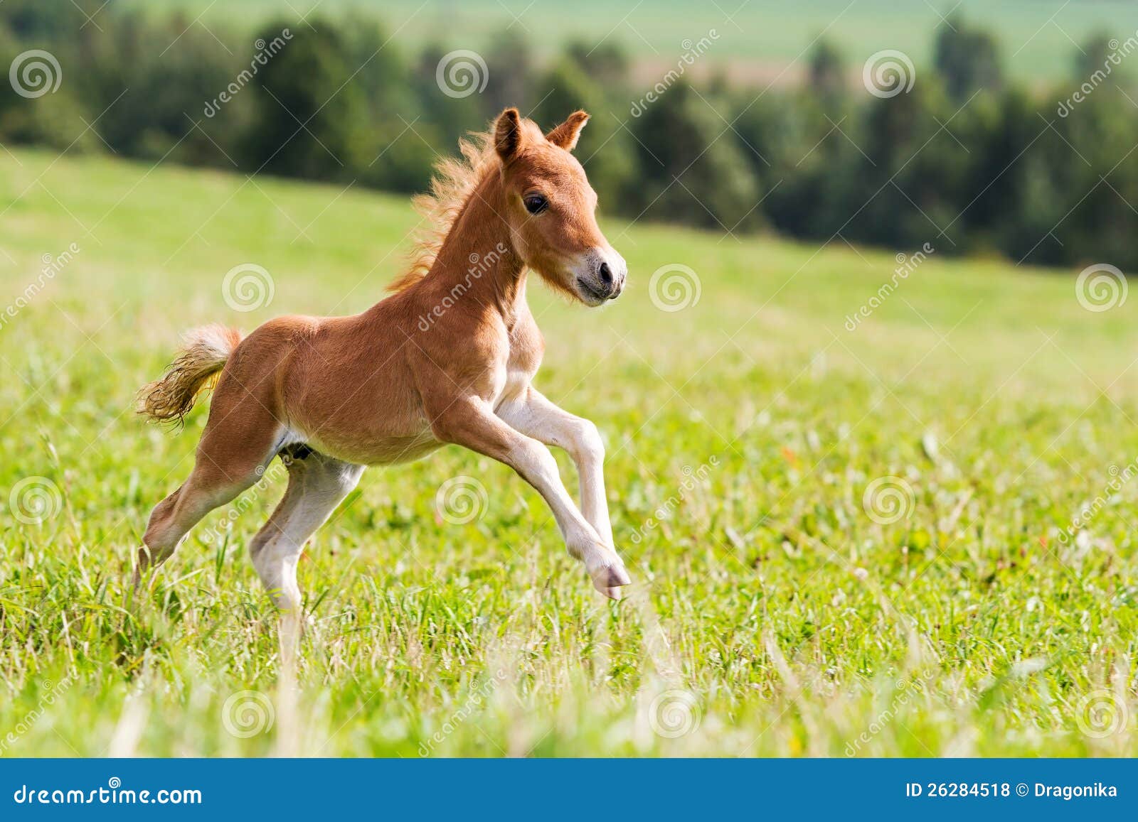 Foto De Stock Cavalo Miniatura American Empinando, Royalty-Free