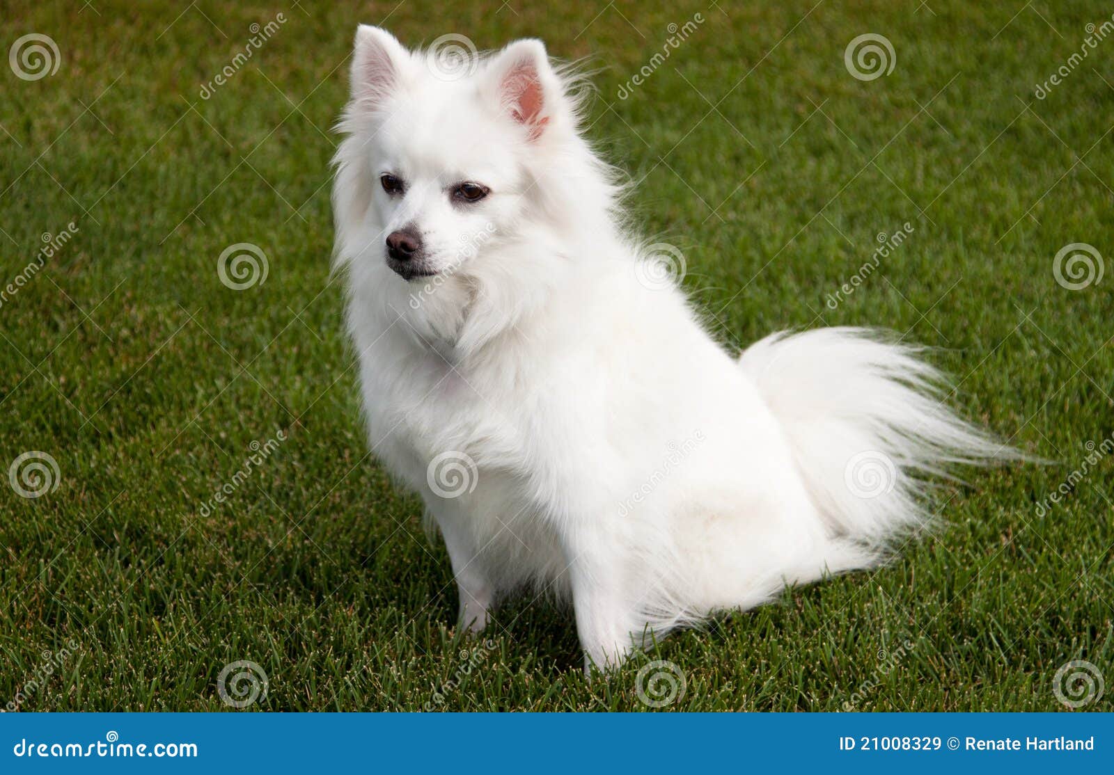 Mini cão Eskimo americano imagem de stock. Imagem de assento 21008329