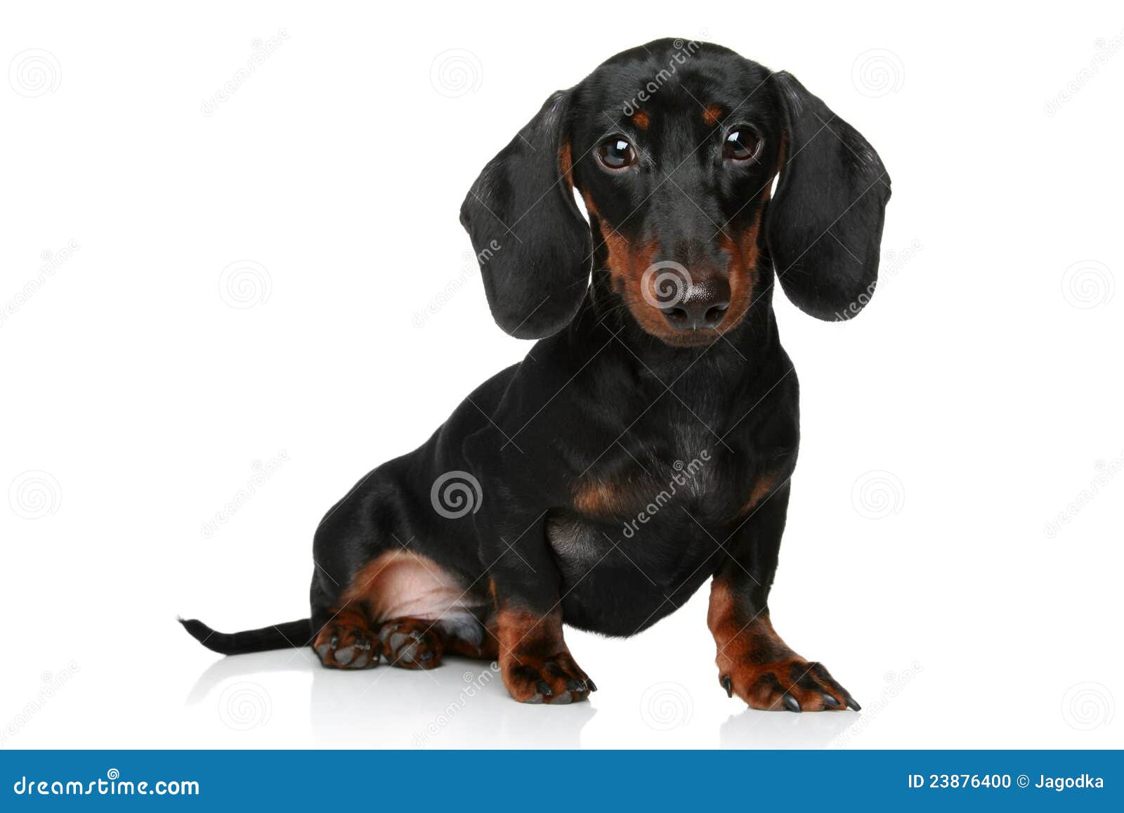 Mini dachshund puppy stock photo. Image of shorthaired 23876400