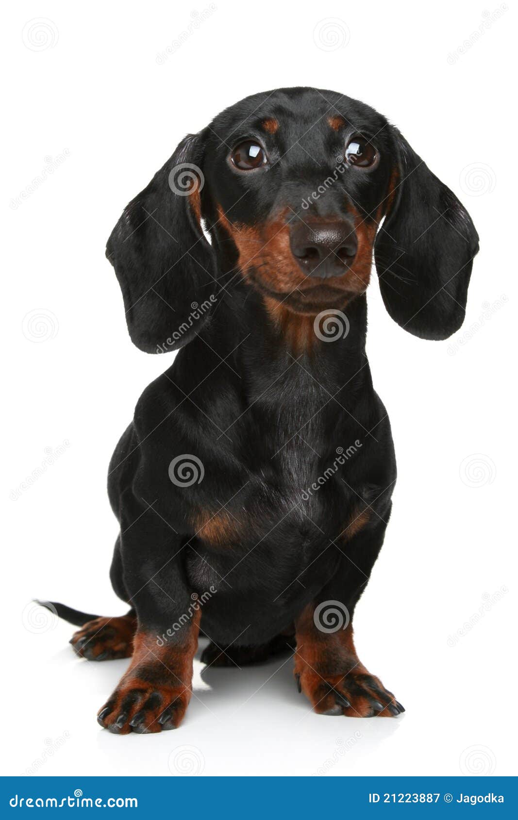 How Big Will My Mini Dachshund Get