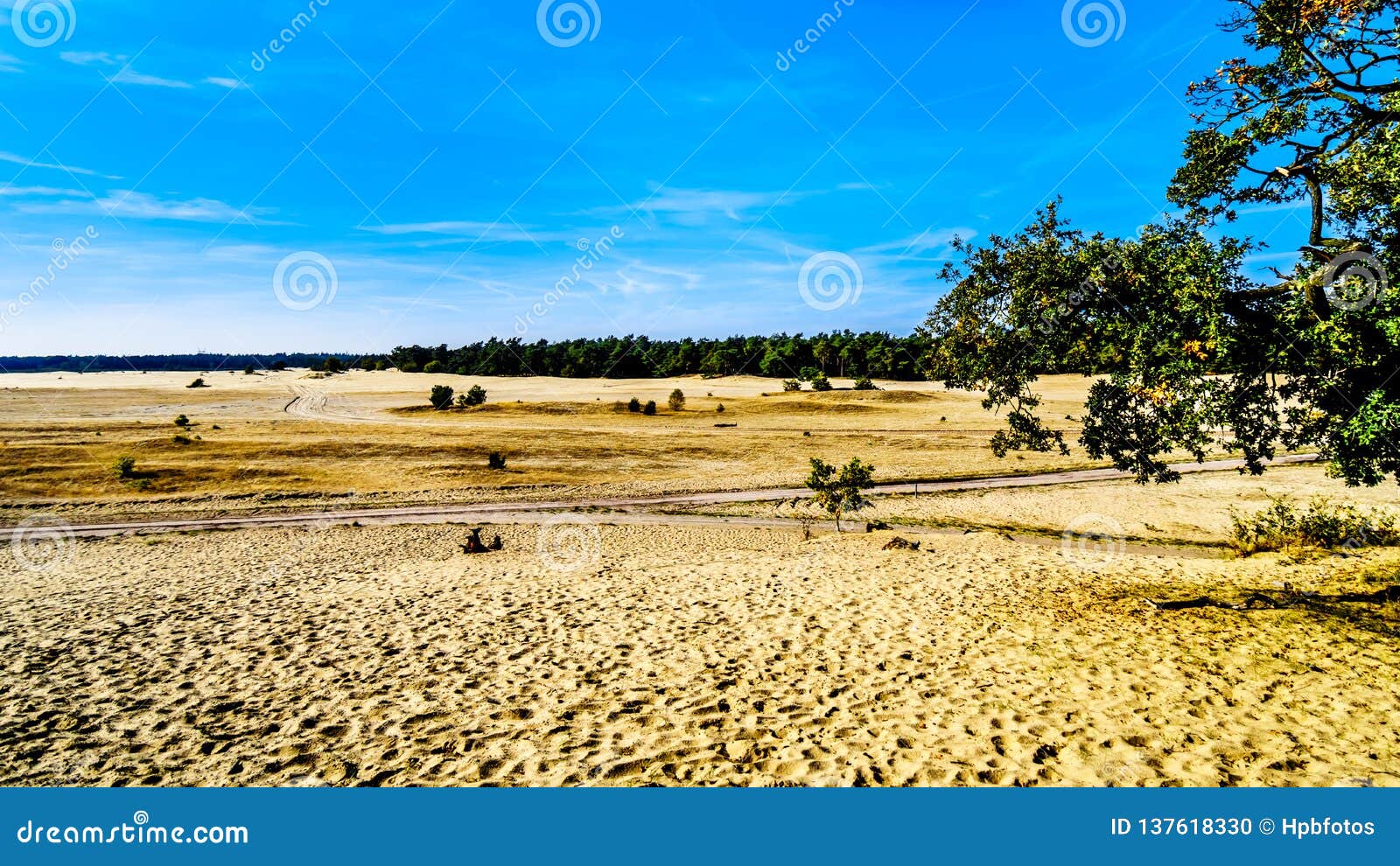 the mini desert beekhuizerzand in the hoge veluwe nature reserve