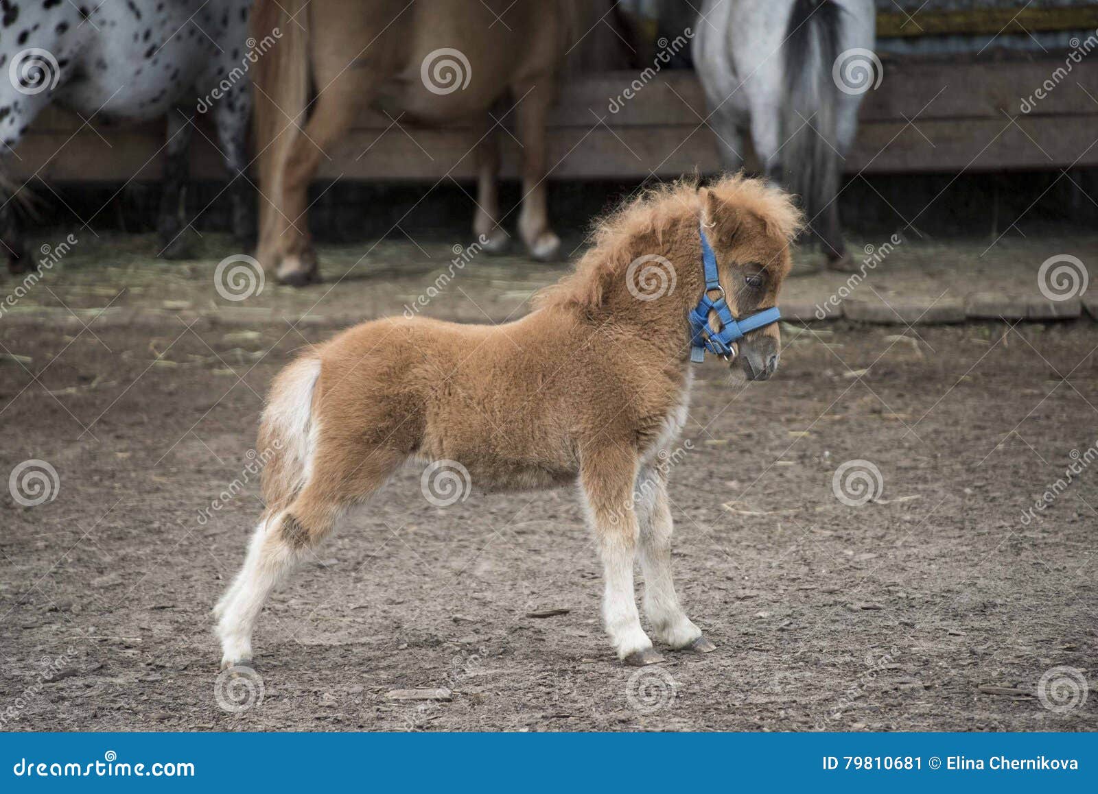 Mini Dwarf Horse in a Pasture at a Farm. Stock Image Image of bridle