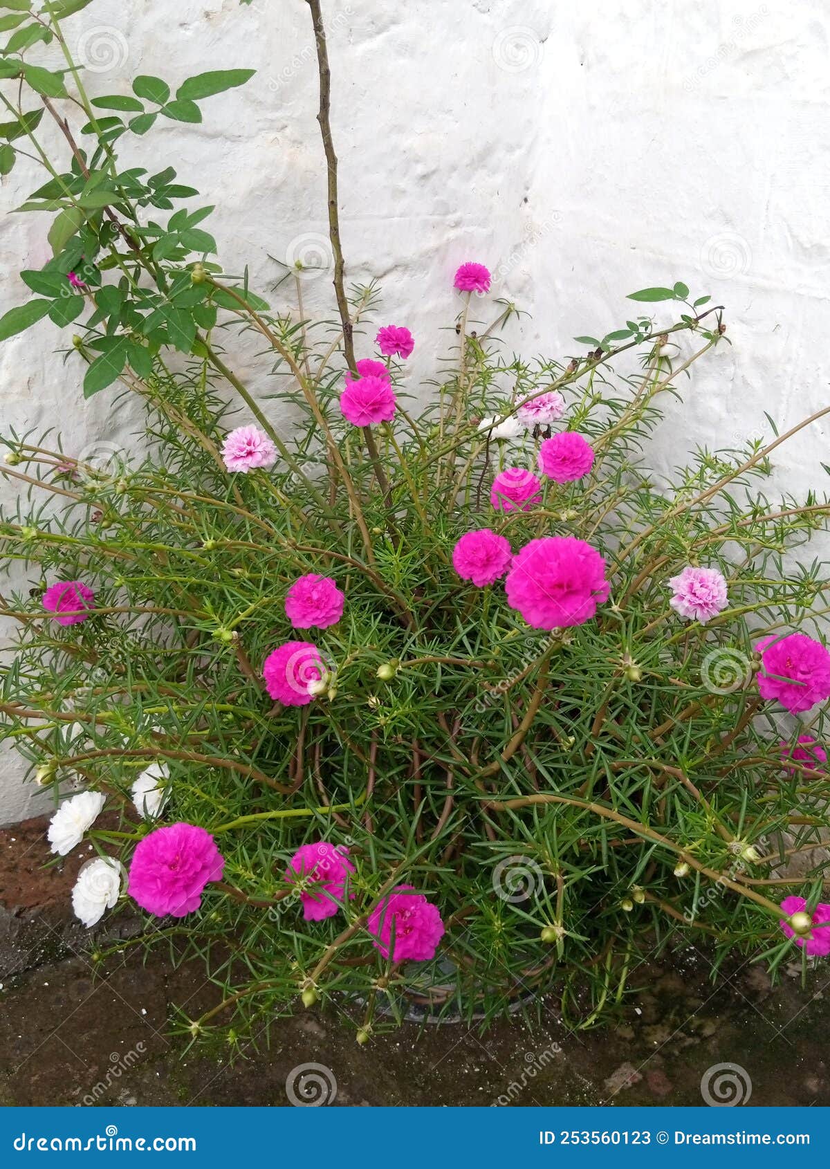 Mini garden flowers stock image. Image of flower, blossom 253560123