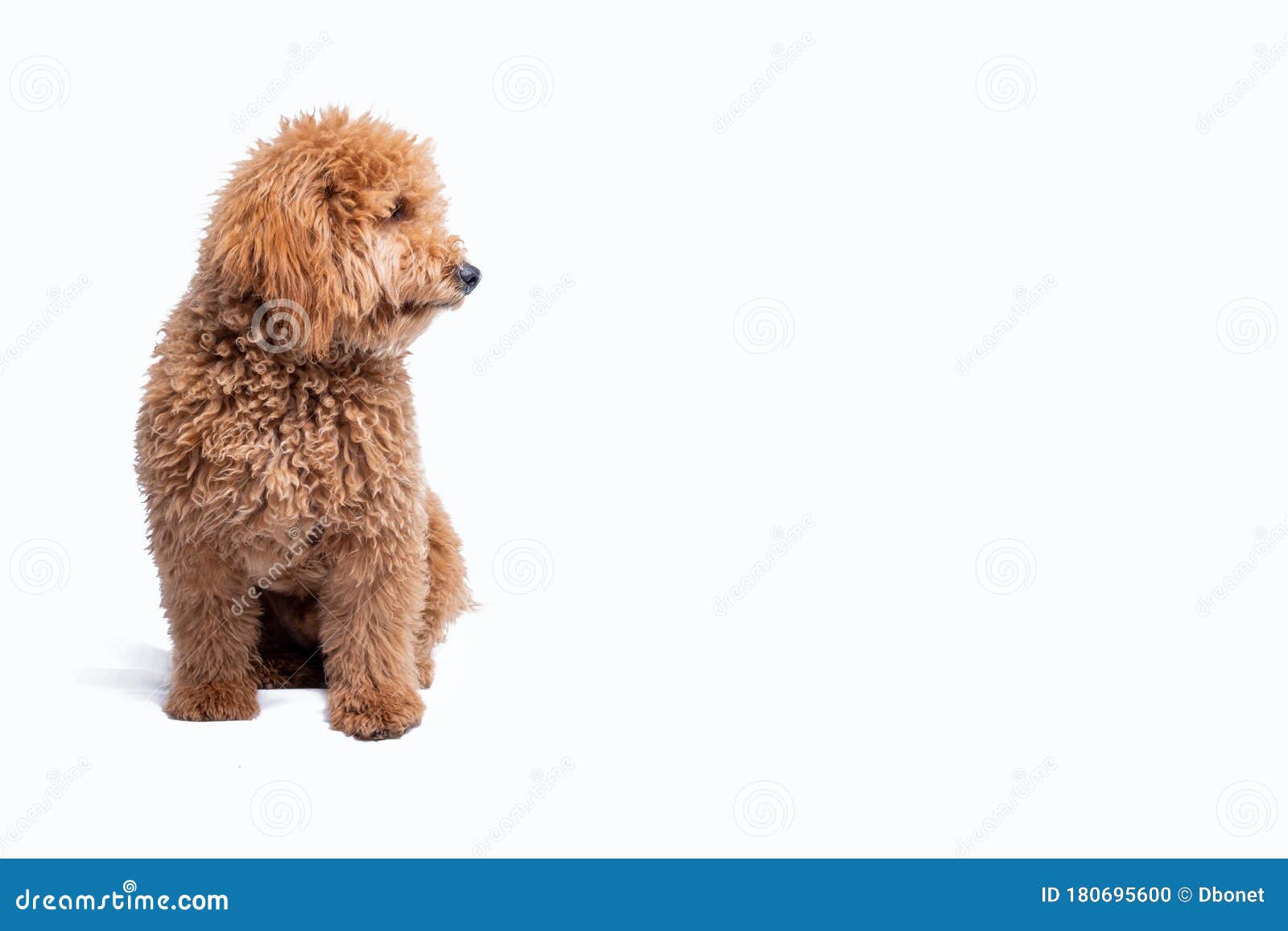 mini golden doodle puppy in a white background looking to the side