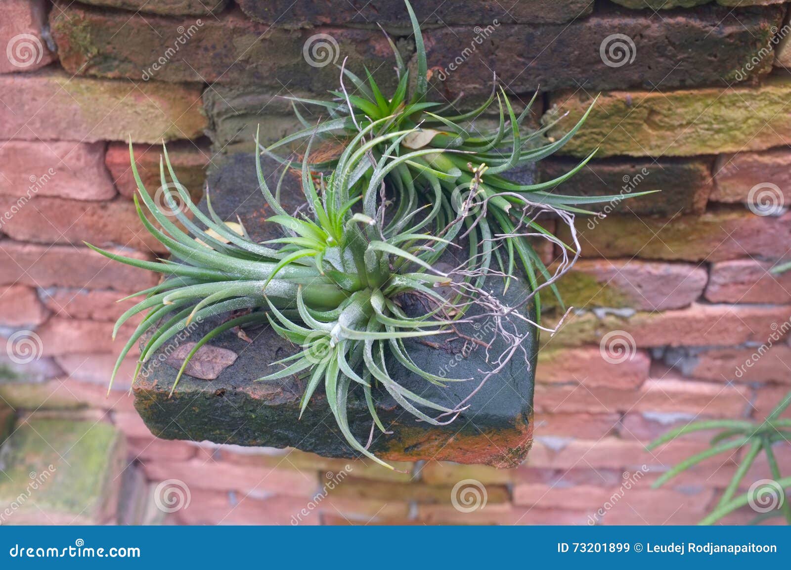 Mini green bromeliad stock image. Image of botany, bracts - 73201899