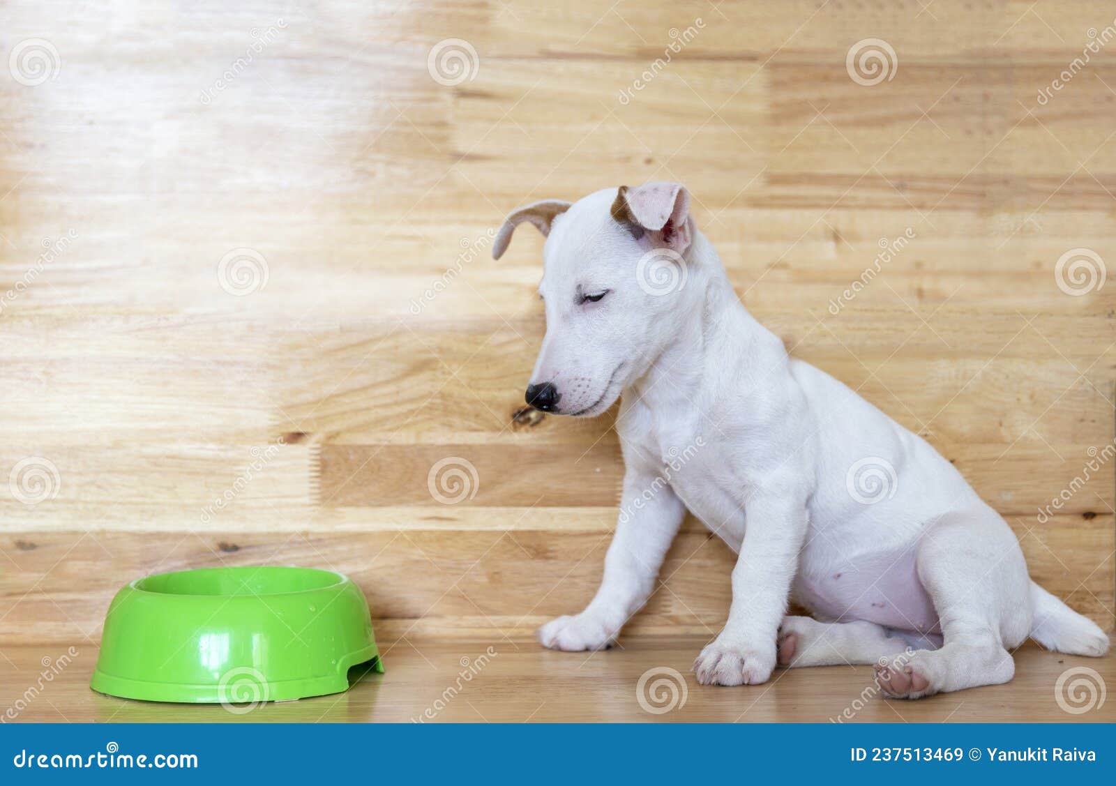 Mini Jack Russel Puppy Dog Boring Food on Wood Stock Image
