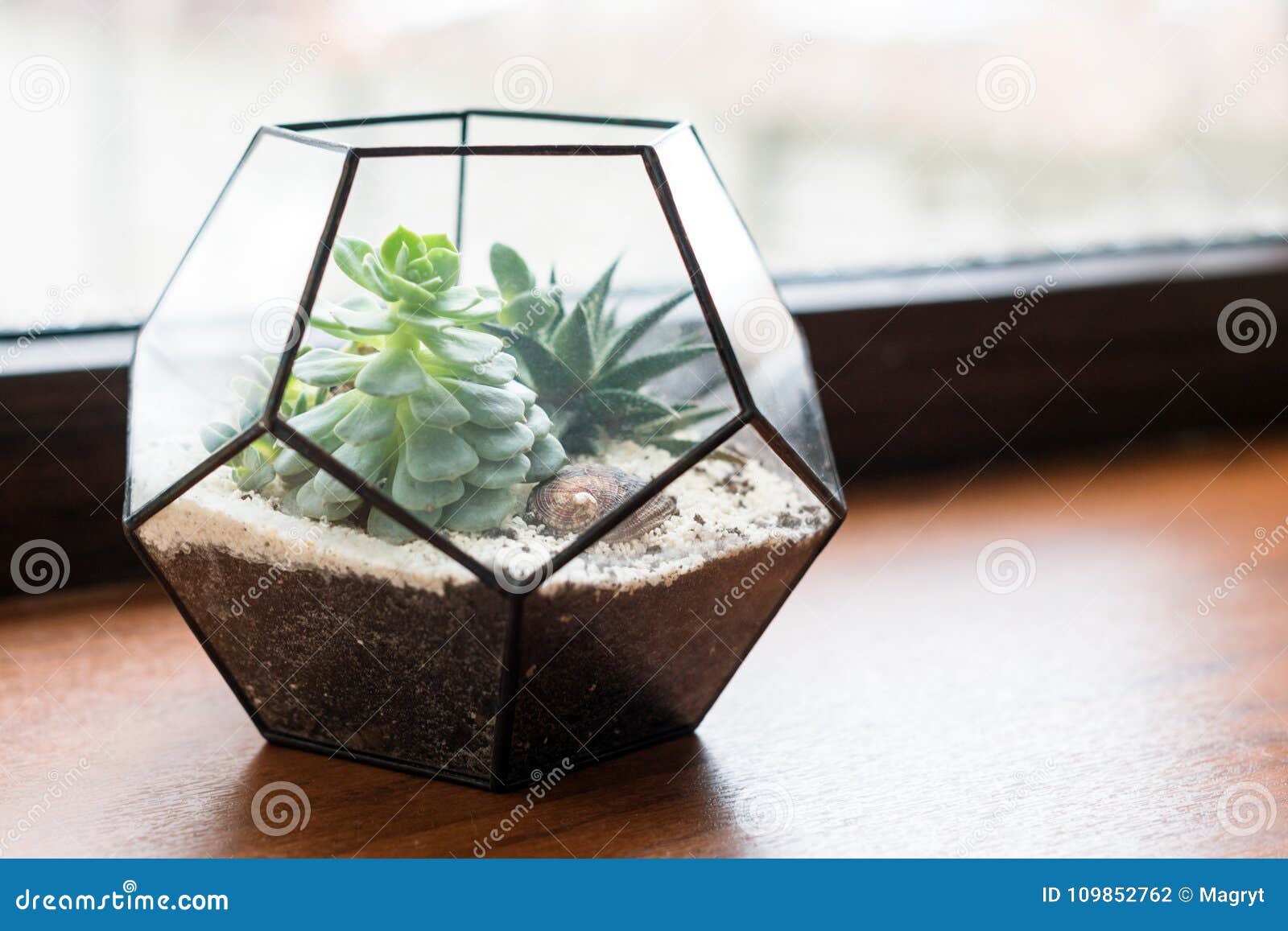 Boîte en bois naturel avec plantes succulentes et cactus