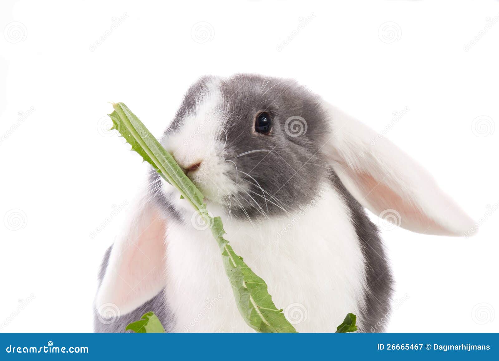 Minilop rabbit eating stock image. Image of dutch, bluegrey 26665467