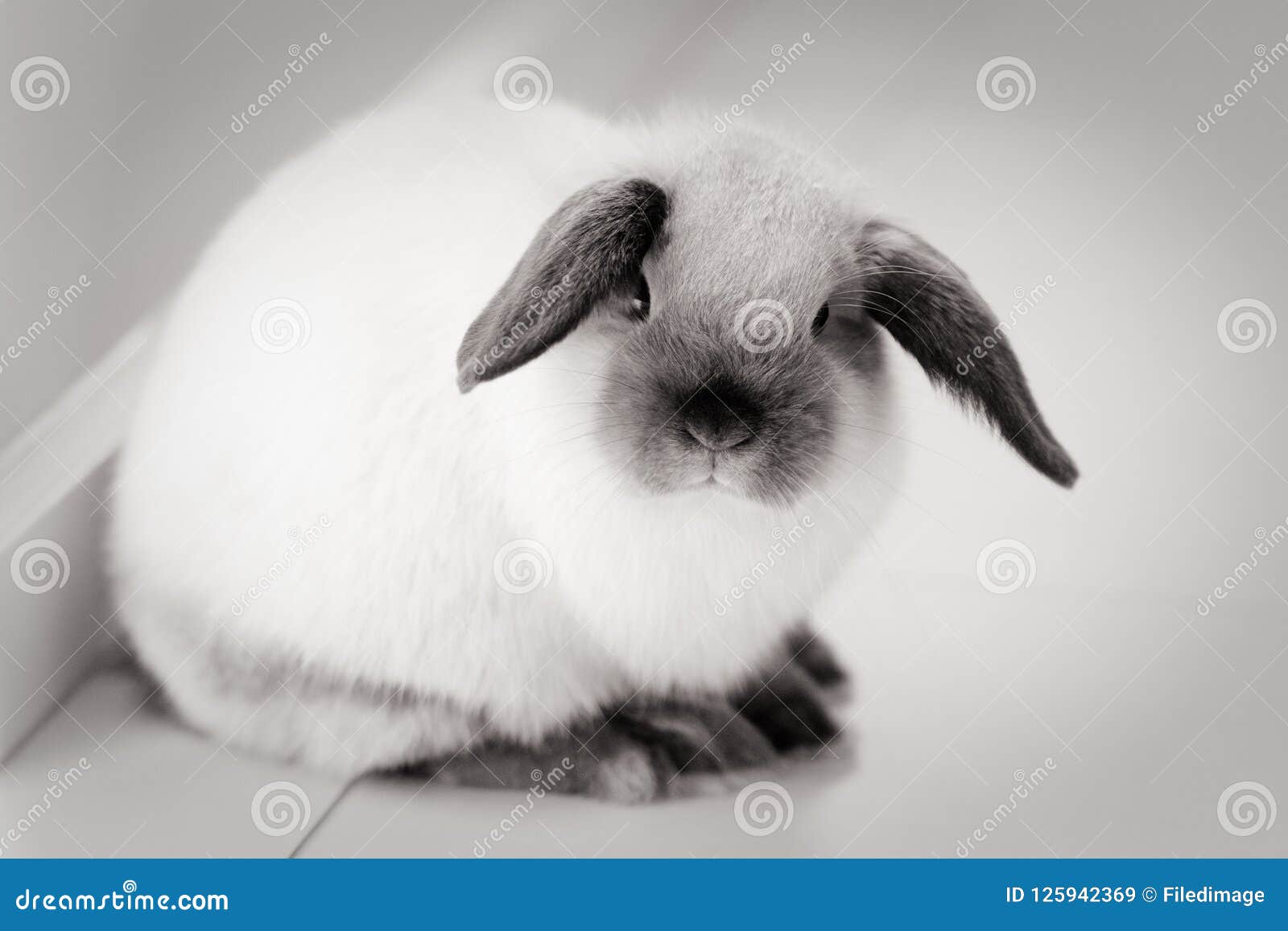 mini lop pets at home