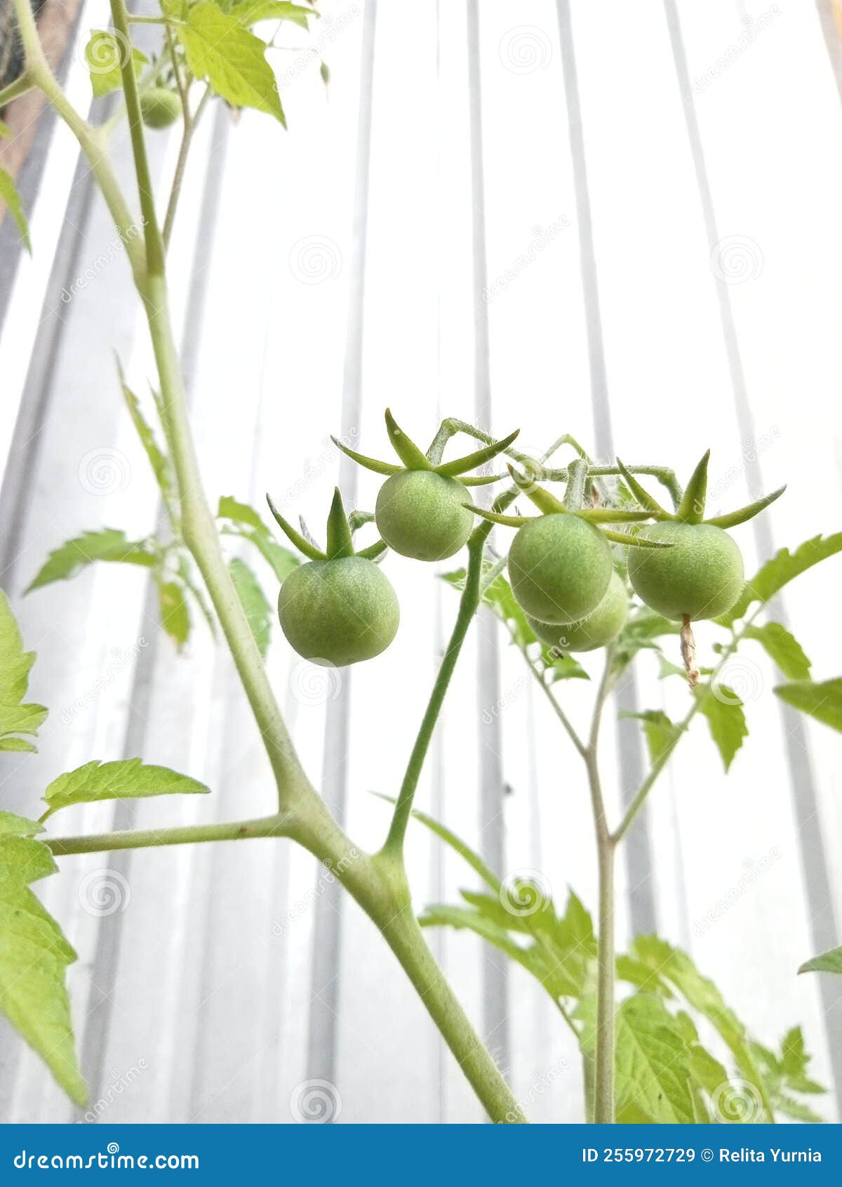 Mini Micro Tomato Plants are Bearing Fruit beside the House Stock Image