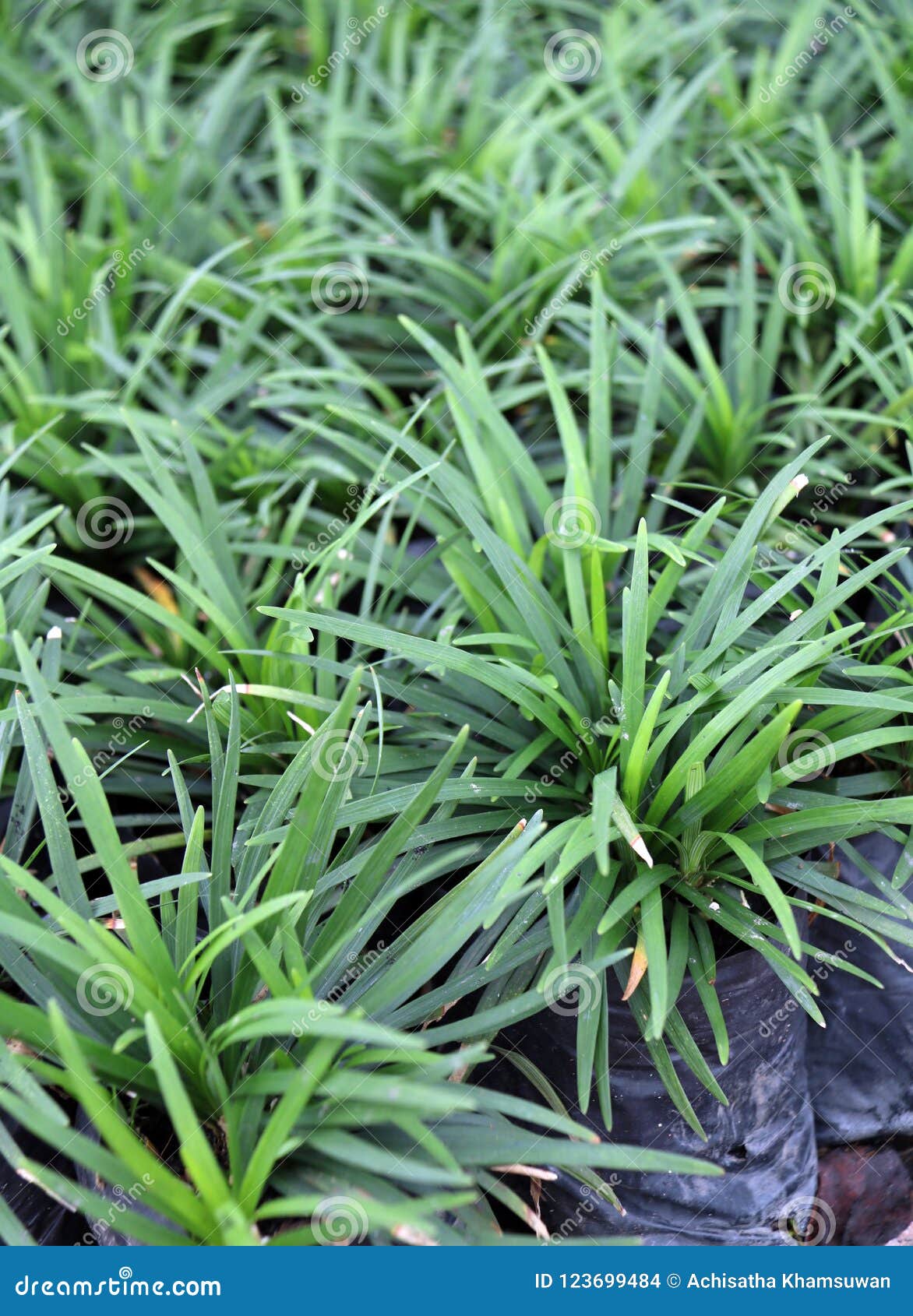 mini mondo grass in the plastic black bag of nursery plants. snakes beard plant is a dense herbaceous evergreen perennial grass.