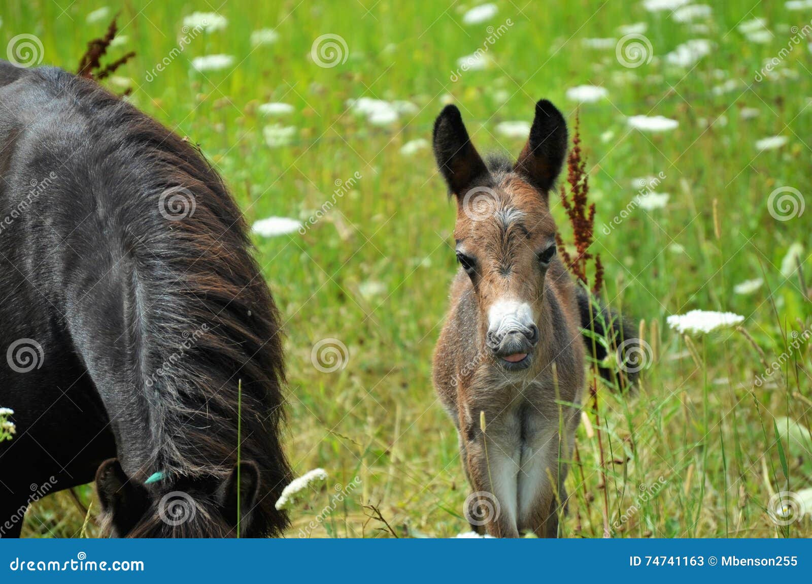 Mini Mule Foal stock image. Image of bray, colt, livestock - 74741163