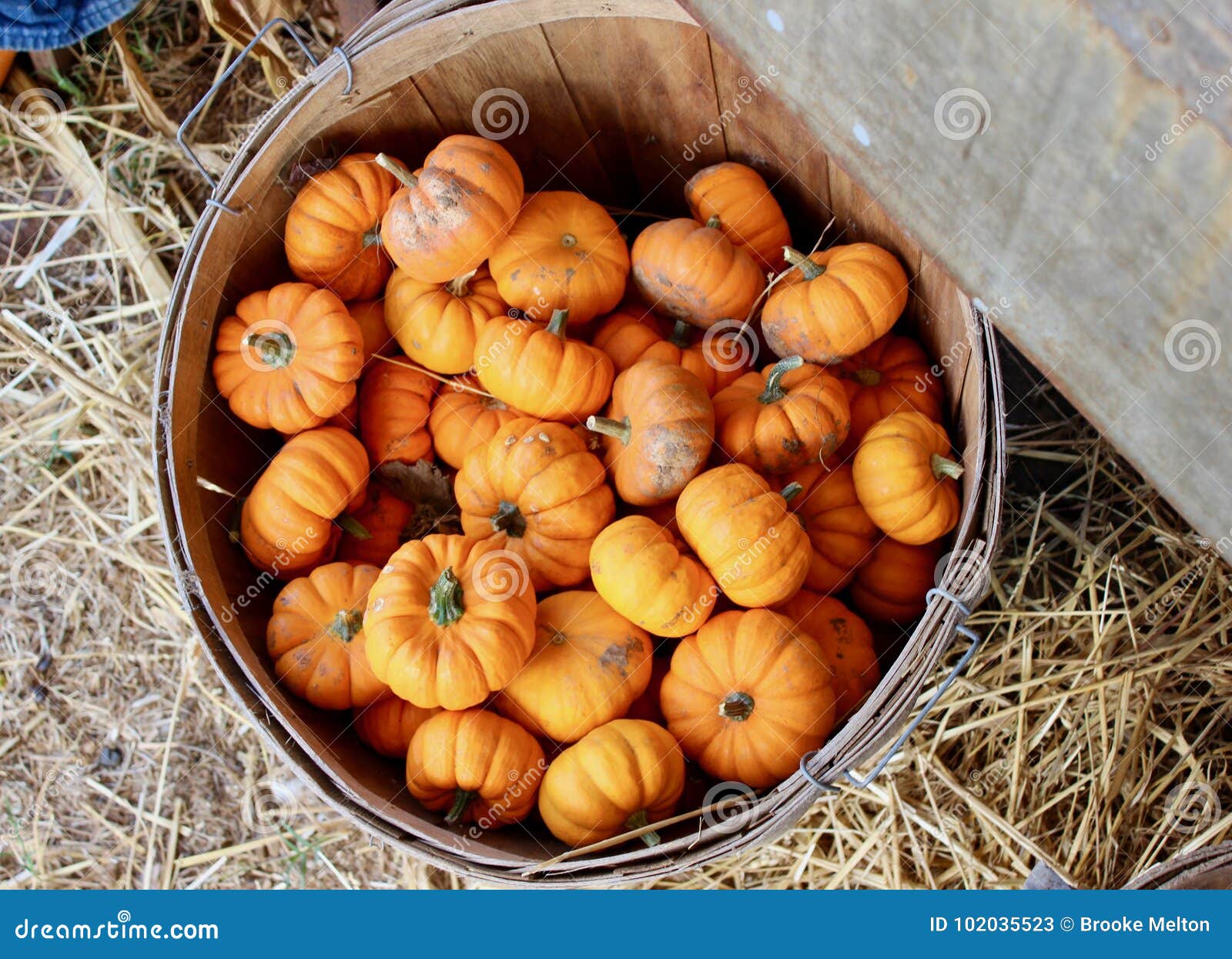 Mini Orange Pumpkins in a Basket Fall Macro Background Texture Stock Image Image of orange