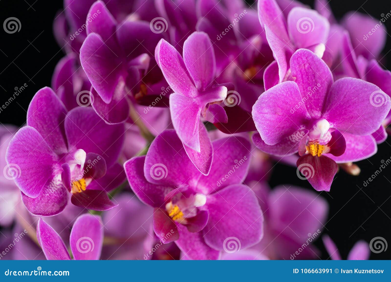 Mini Orquídea Roxa Em Um Fundo Preto Imagem de Stock - Imagem de grupo,  isolado: 106663991