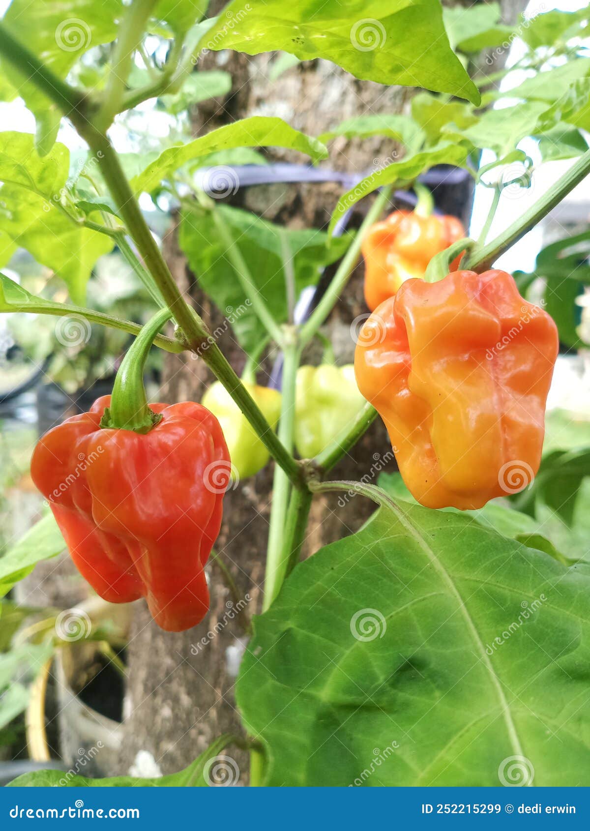 Mini Peppers Growing in the Yard Stock Image Image of citrus, shrub 252215299