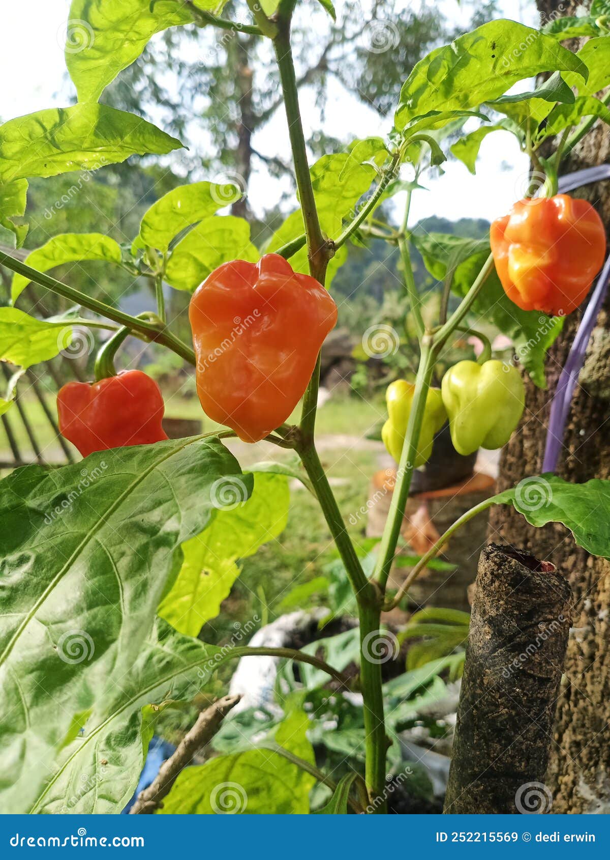 Mini Peppers Growing in the Yard Stock Image Image of produce, mini 252215569