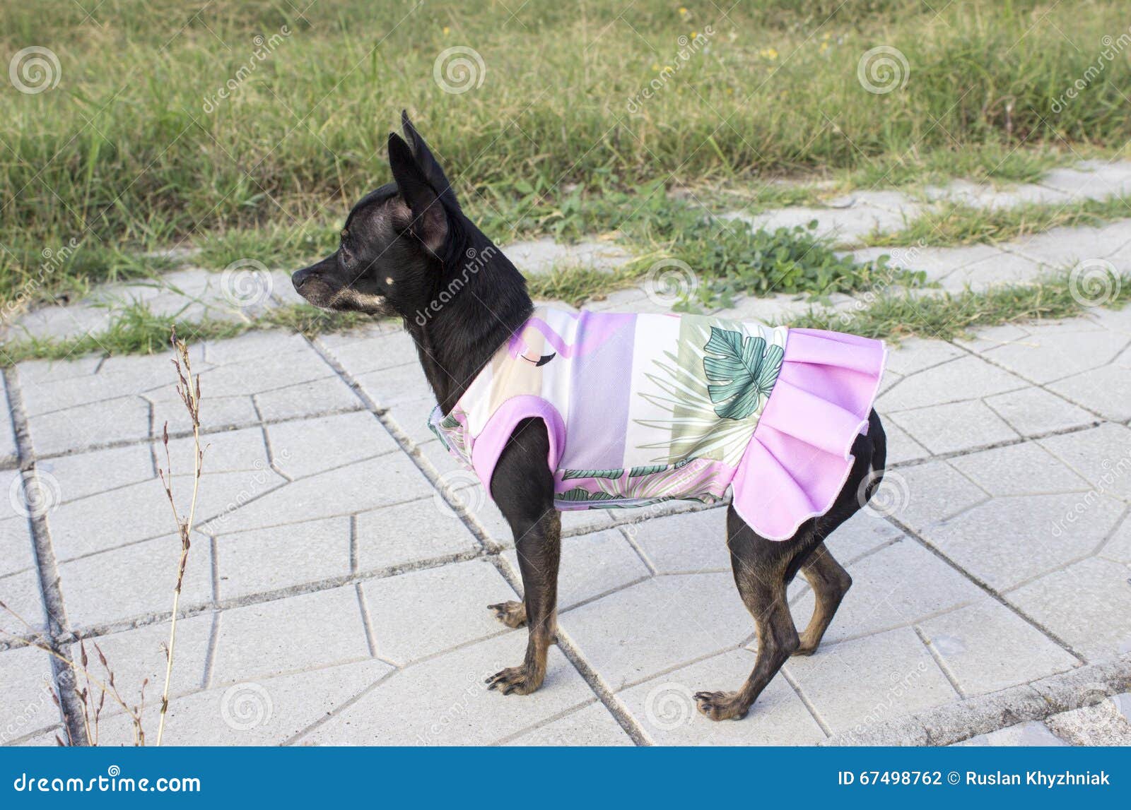 Perro Del Pincher En Un Vestido Foto archivo - de casta, color: 67498762
