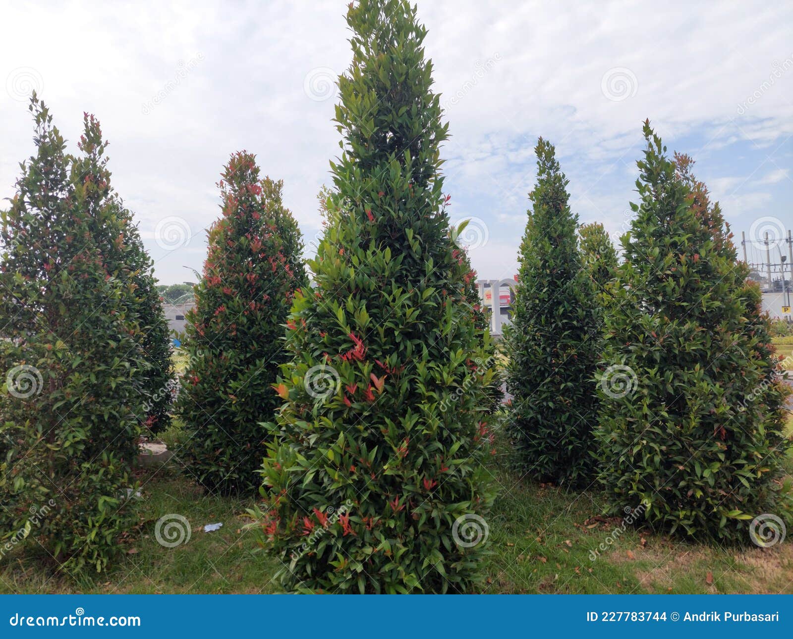 Mini Pine Trees in the City Park of Sidoarjo, East Java are Growing Very  Fertile. Stock Photo - Image of fertile, park: 227783744