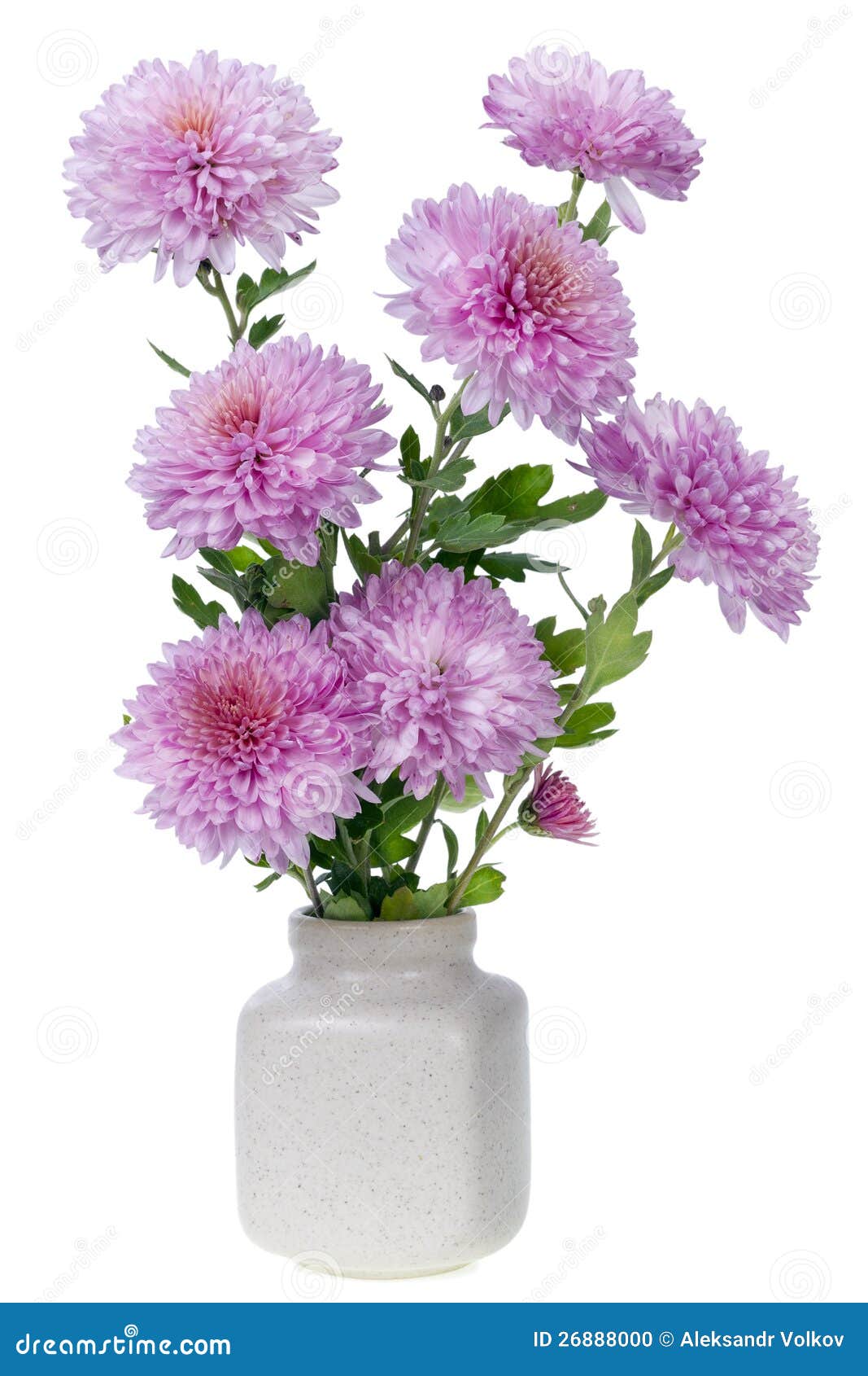Mini Pink Chrysanthemums Flowers Stock Photo Image of plant, season 26888000