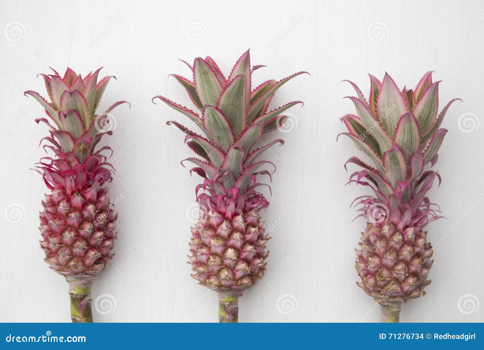 Mini Pink Pineapples stock foto. Afbeelding bestaande uit ananas 71276734
