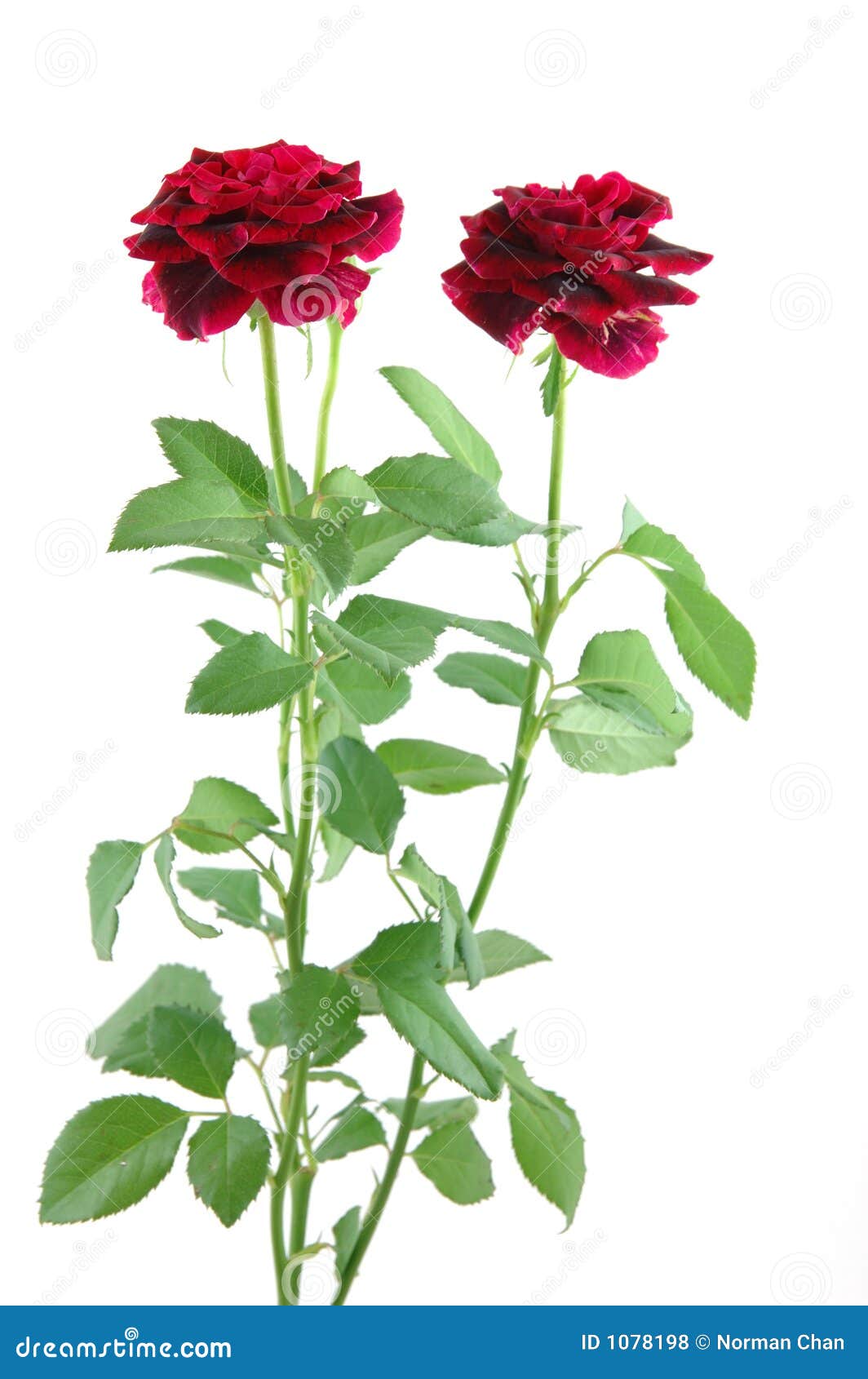 Mini red roses stock photo. Image of passion, florist 1078198