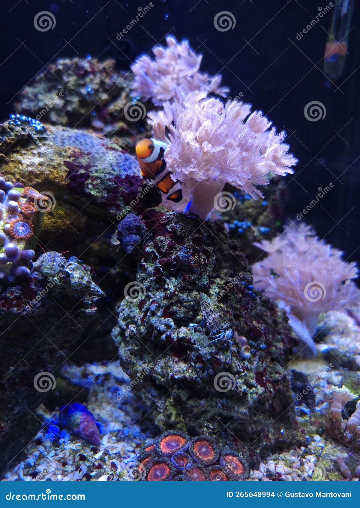Mini Reef Aquarium with a Clown Fish on the Corals Stock Photo Image