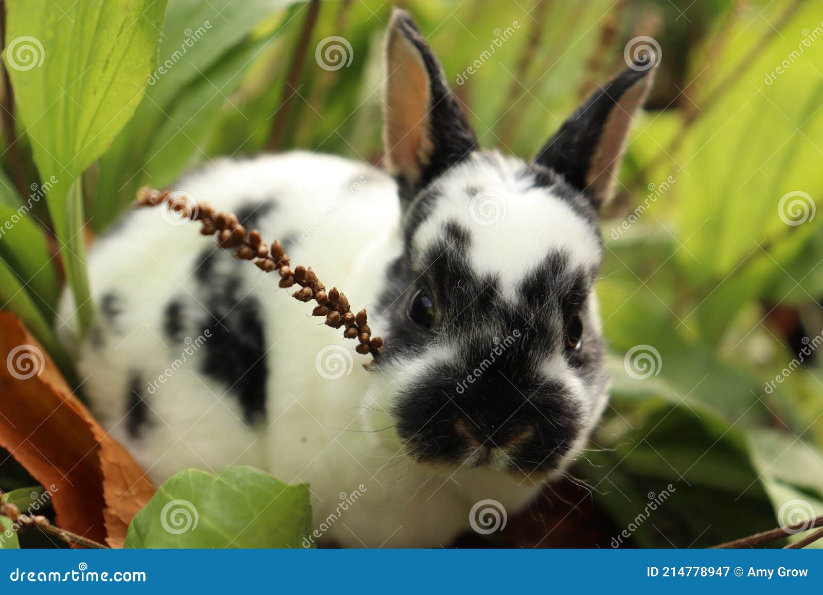 Mini Rex Bebe Lapin Explorant Dans Une Plante Plantain Image Stock Image Du Plantain Favoris
