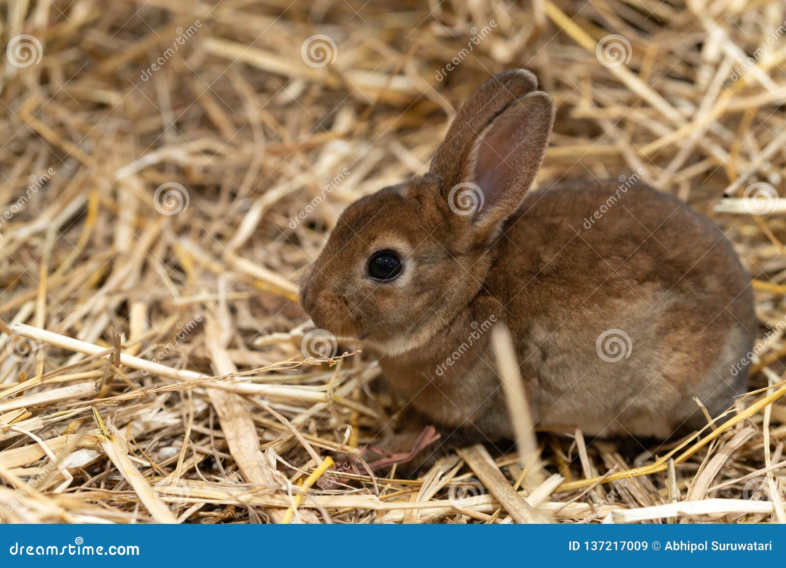 mini rex is a breed of domestic rabbit that was created in 1984 in florida. the rex mutation, derived in france in the 19th centur