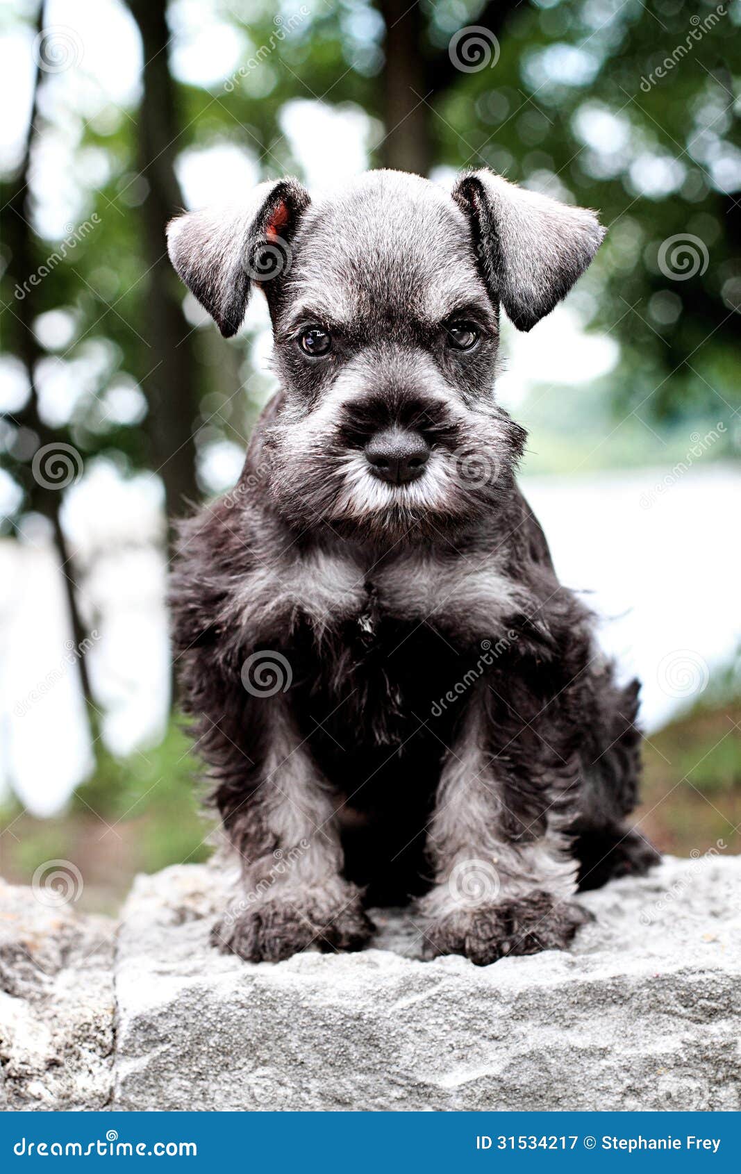 Mini Schnauzer imagen de archivo. Imagen de melenudo - 31534217, image size:1067x1690