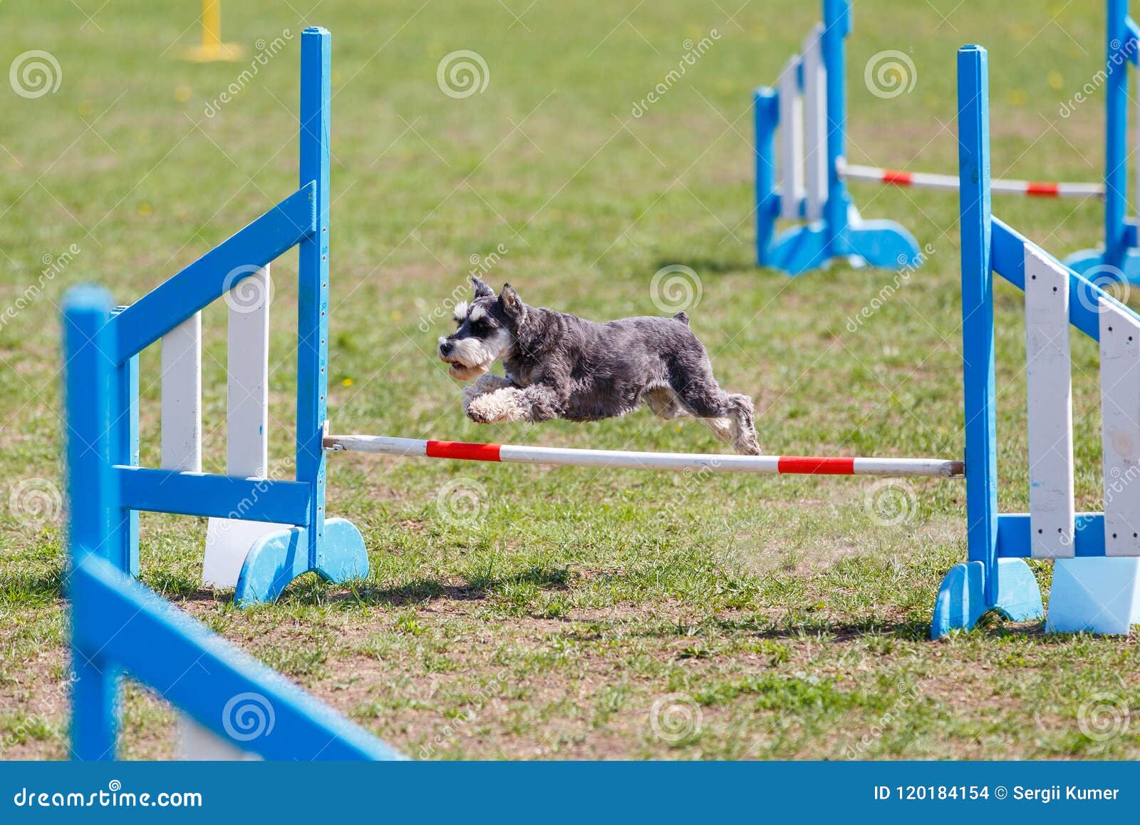 Dog Jumping Over Hurdle in Agility Competition Editorial Stock Image