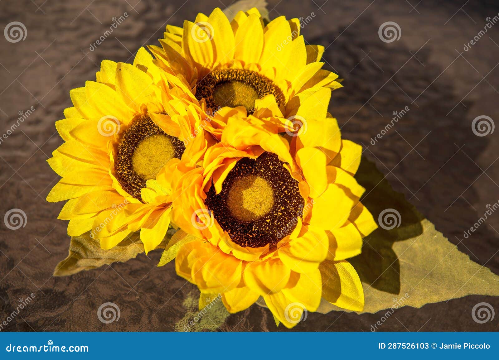 Mini Sunflowers in Bright Sunlight Fully Grown Stock Image Image of