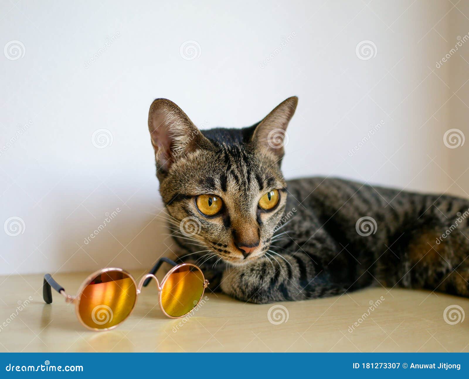 Mini tabby cat 2025